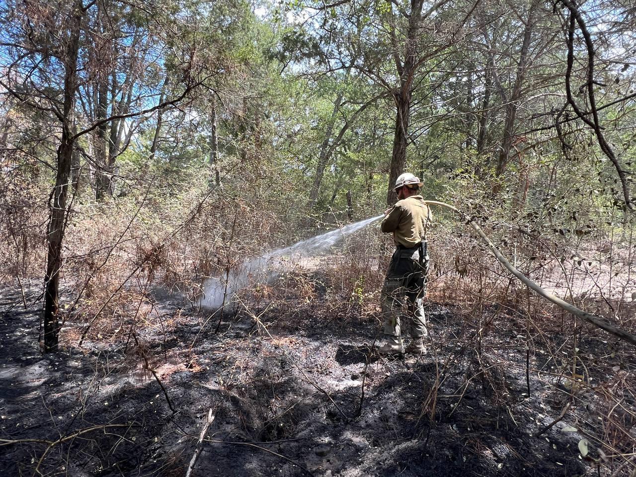 A firefighter with yellow shirt, green pants and hard hat stands on burned black ground and is surrounded by trees. Firefighter holds a hose over their shoulder and sprays water across the ground.