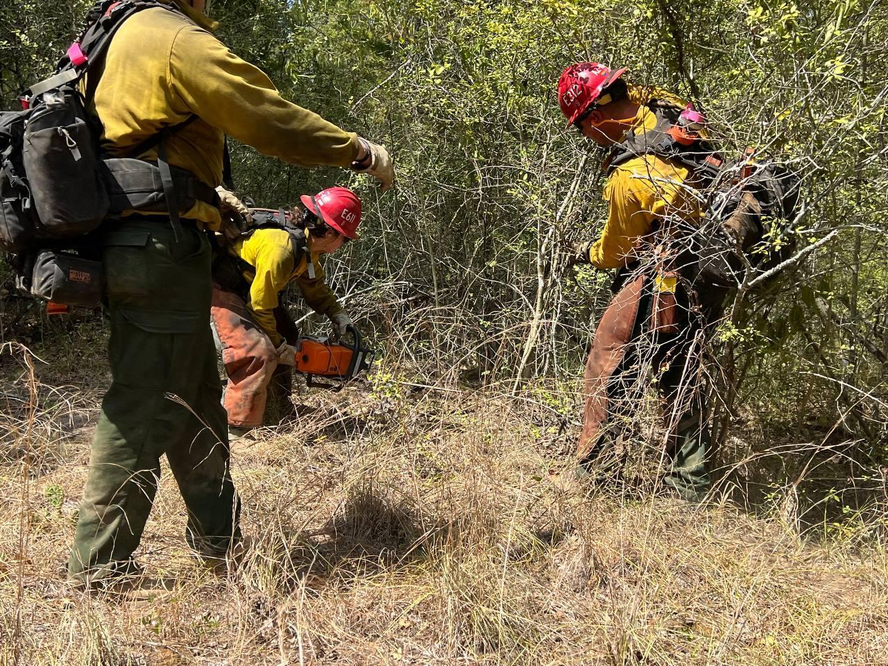 1 firefighter uses a chainsaw to cut vegetation while 2 other firefighters remove the cut vegetation and move it out of the way.
