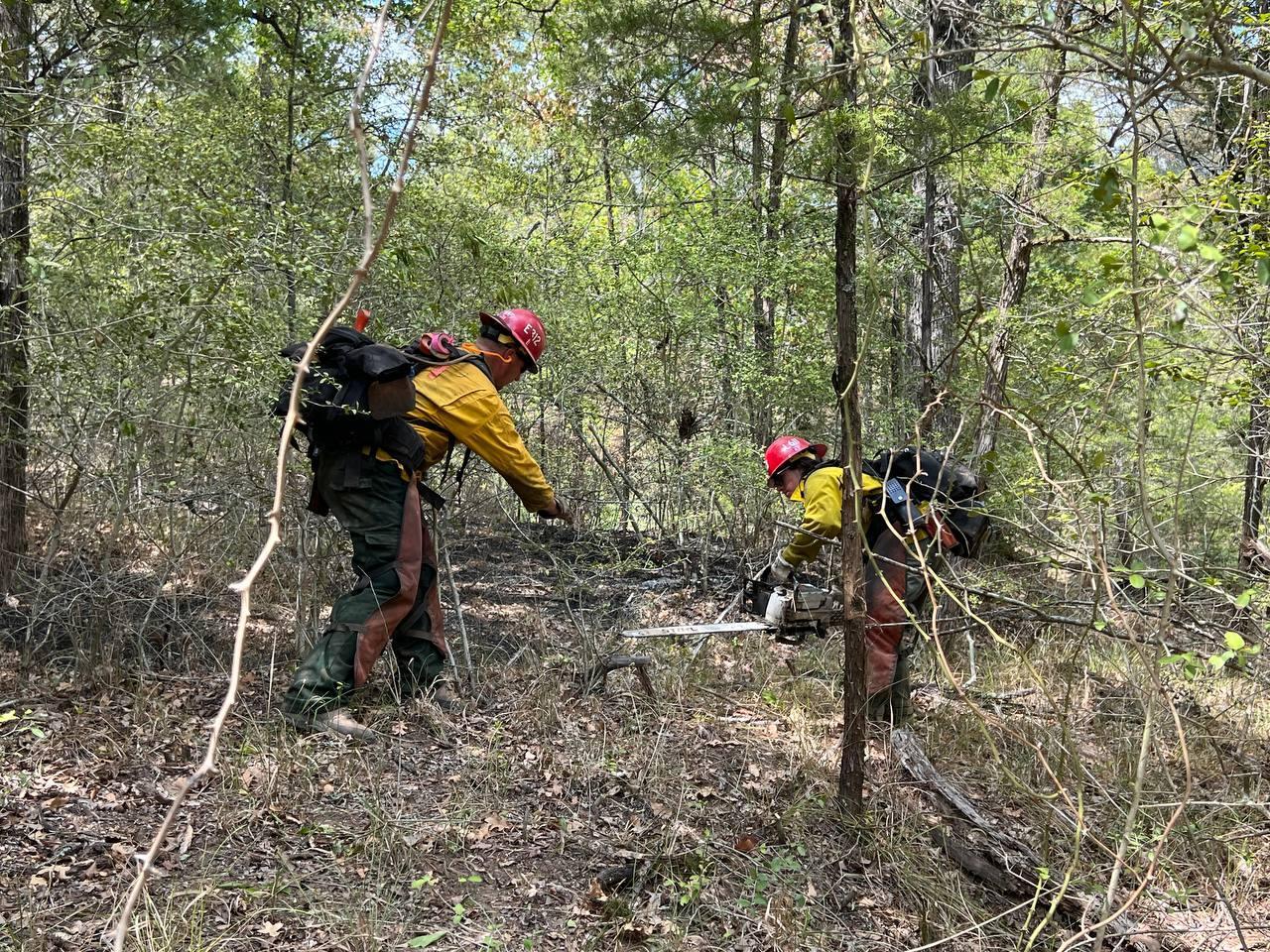 1 firefighter uses a chainsaw to cut small brush and vegetation while another fire fighter pulls the cut vegetation out of the way.