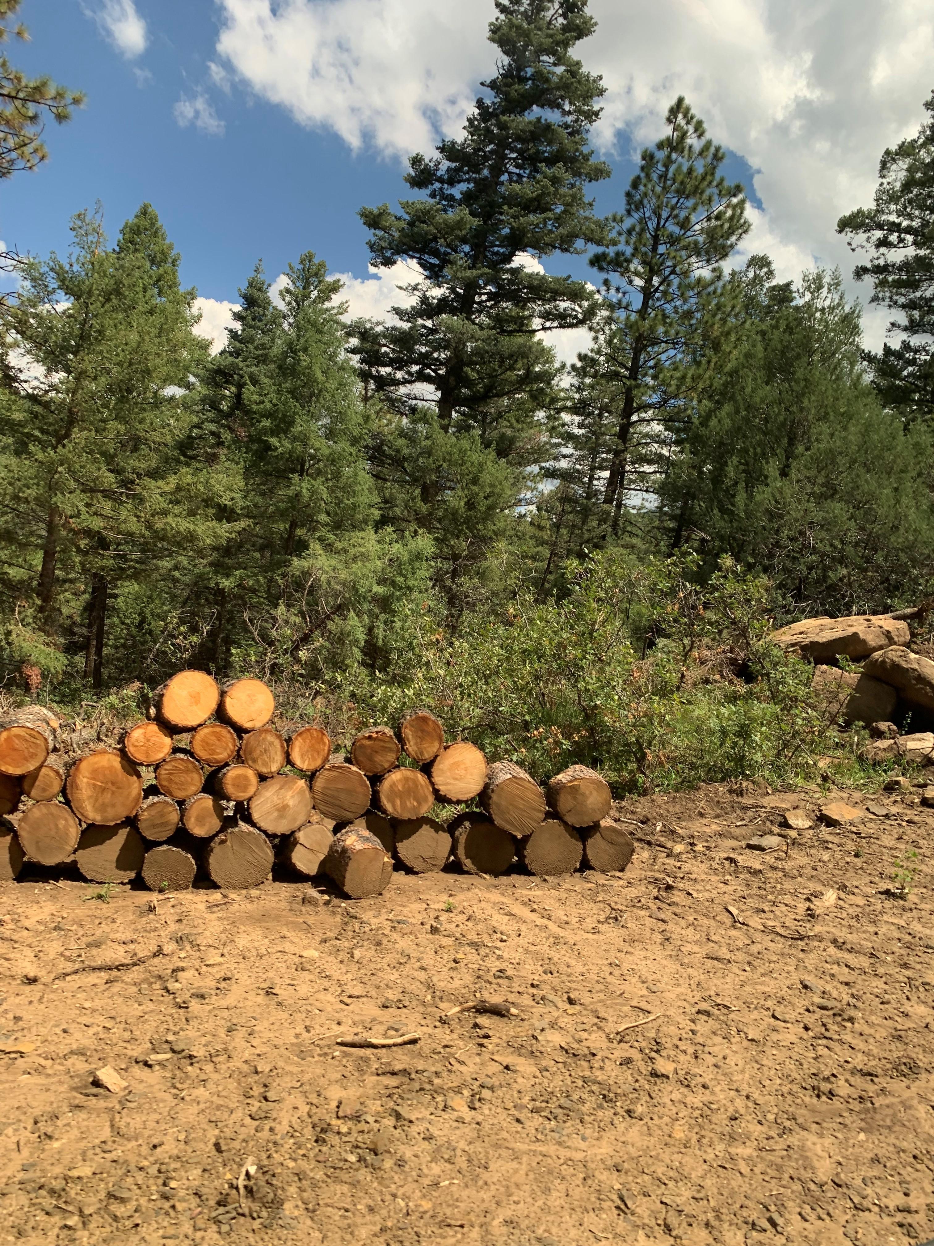 Neatly stacked rounds of timber that was felled during suppression efforts. 