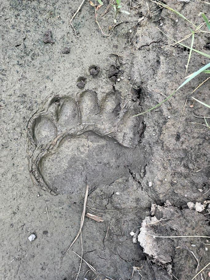 Image of a bear paw print in the mud. 