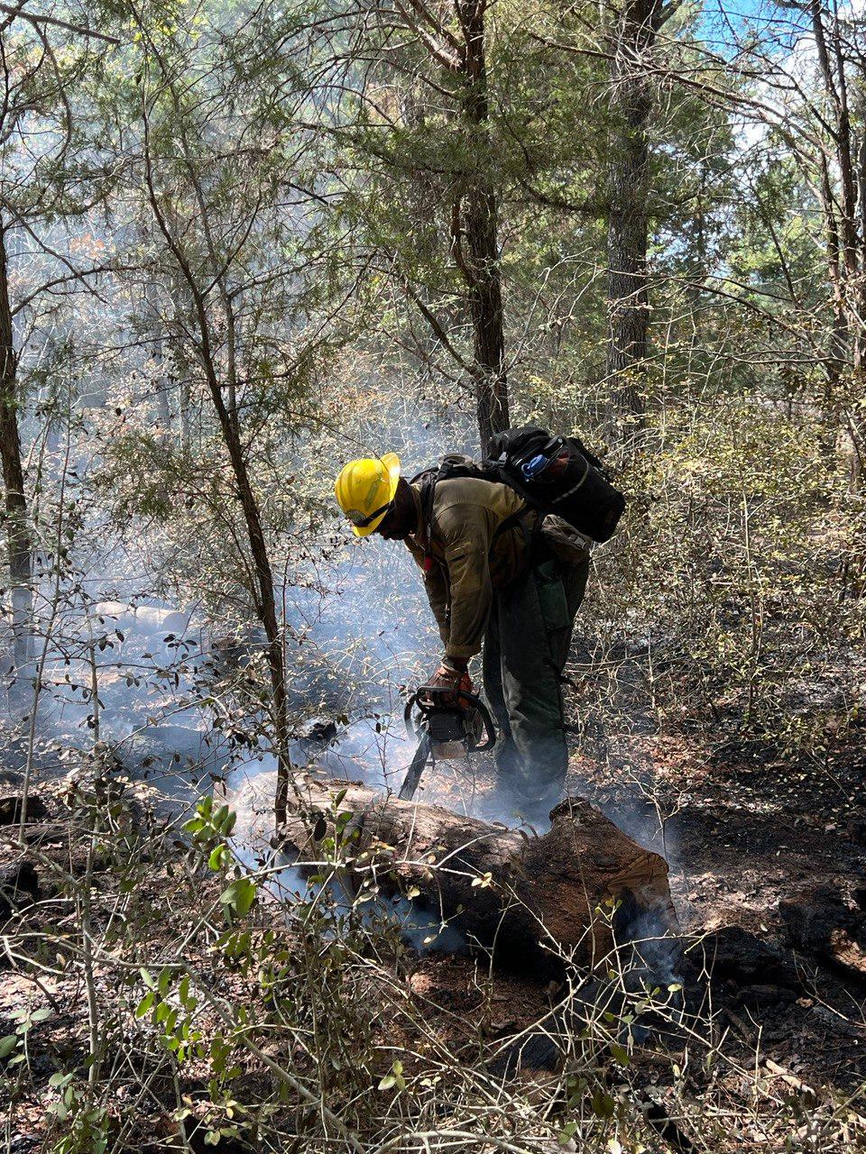 A firefighter uses a chainsaw to cut a black, burned log laying across the forest floor.
