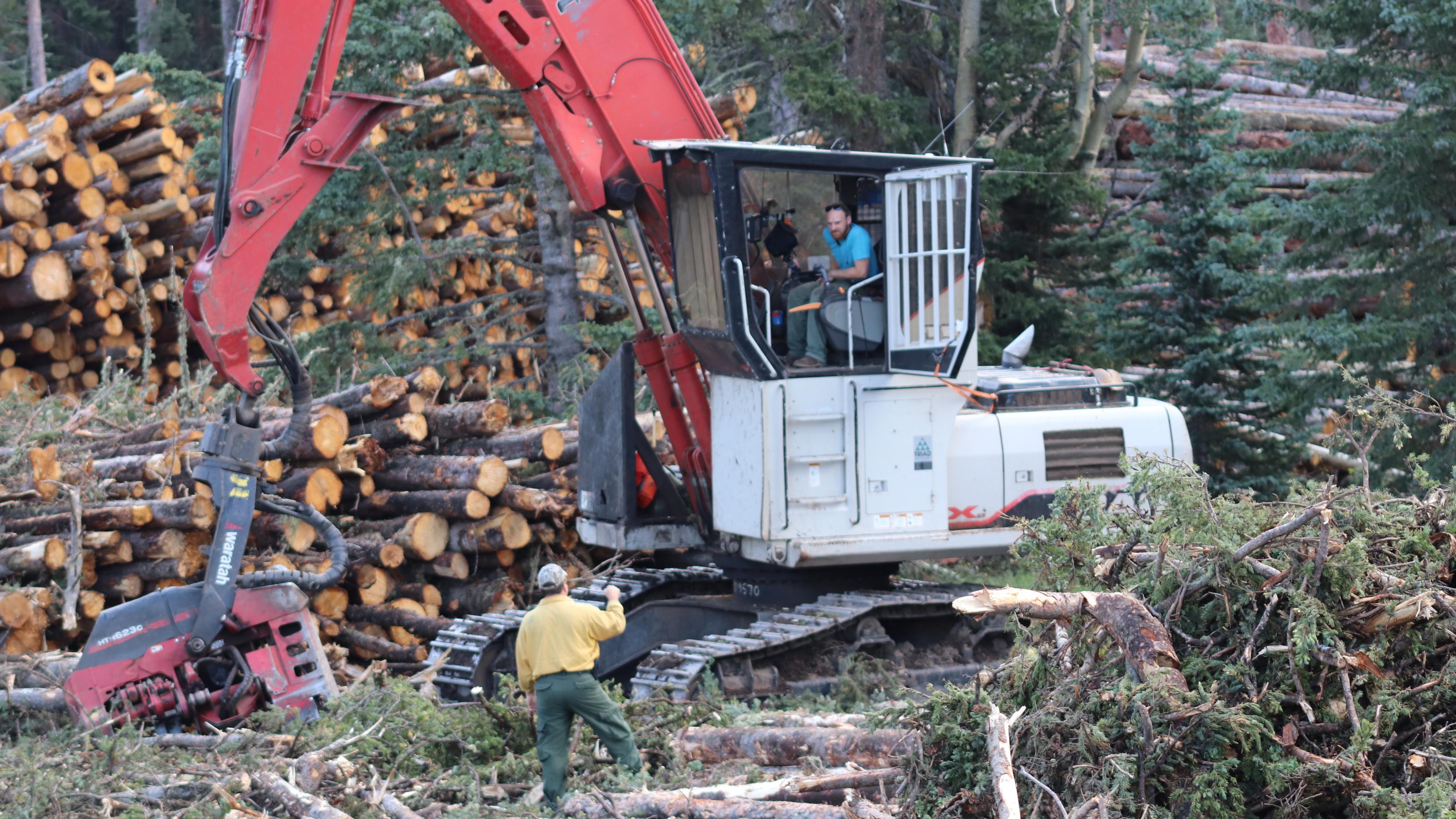 An operator uses a machine to lift trees, delimb them, and then place them in a stack.