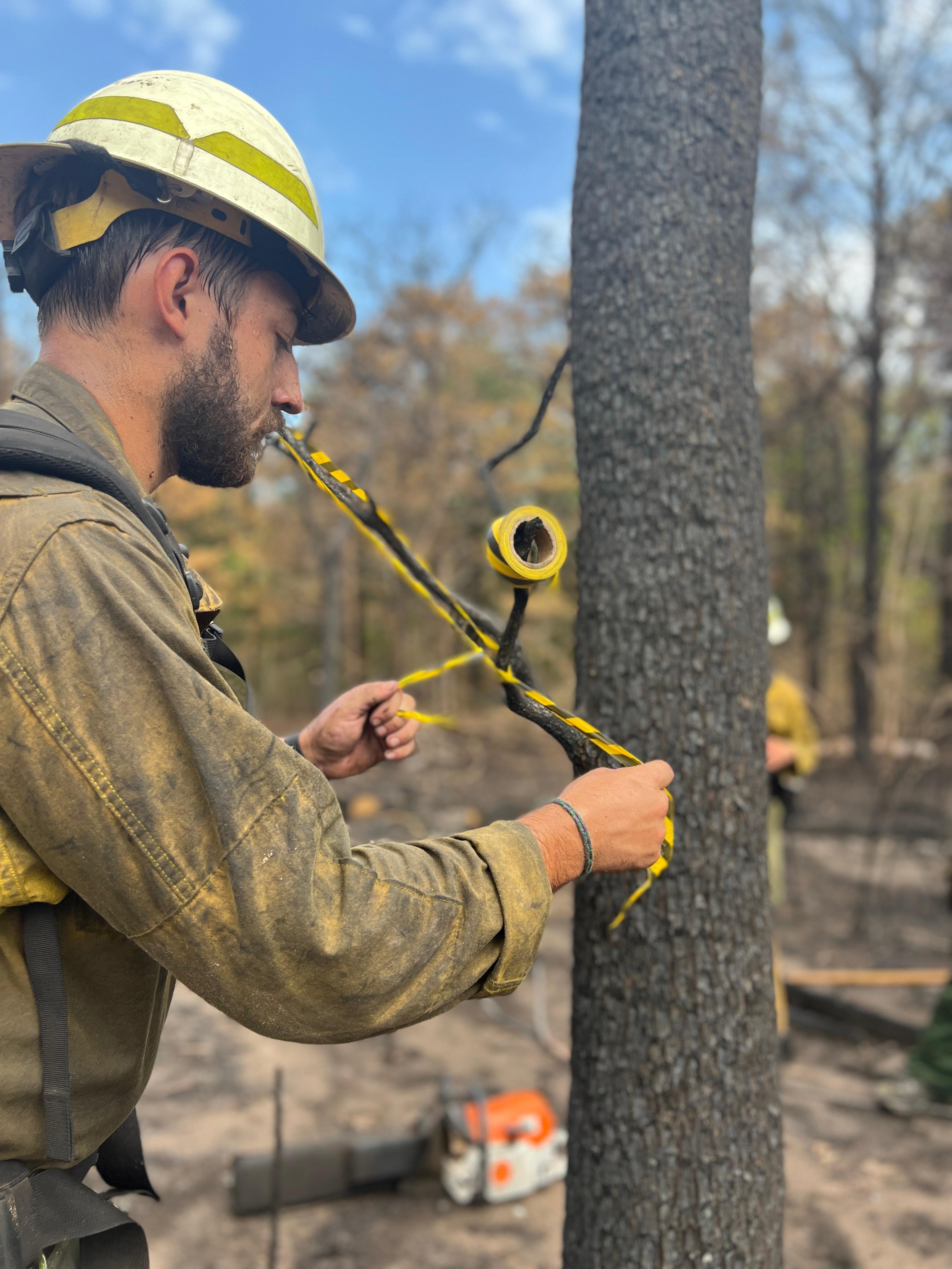 Firefighter ties a yellow and black striped ribbon on a burned tree classified as hazard