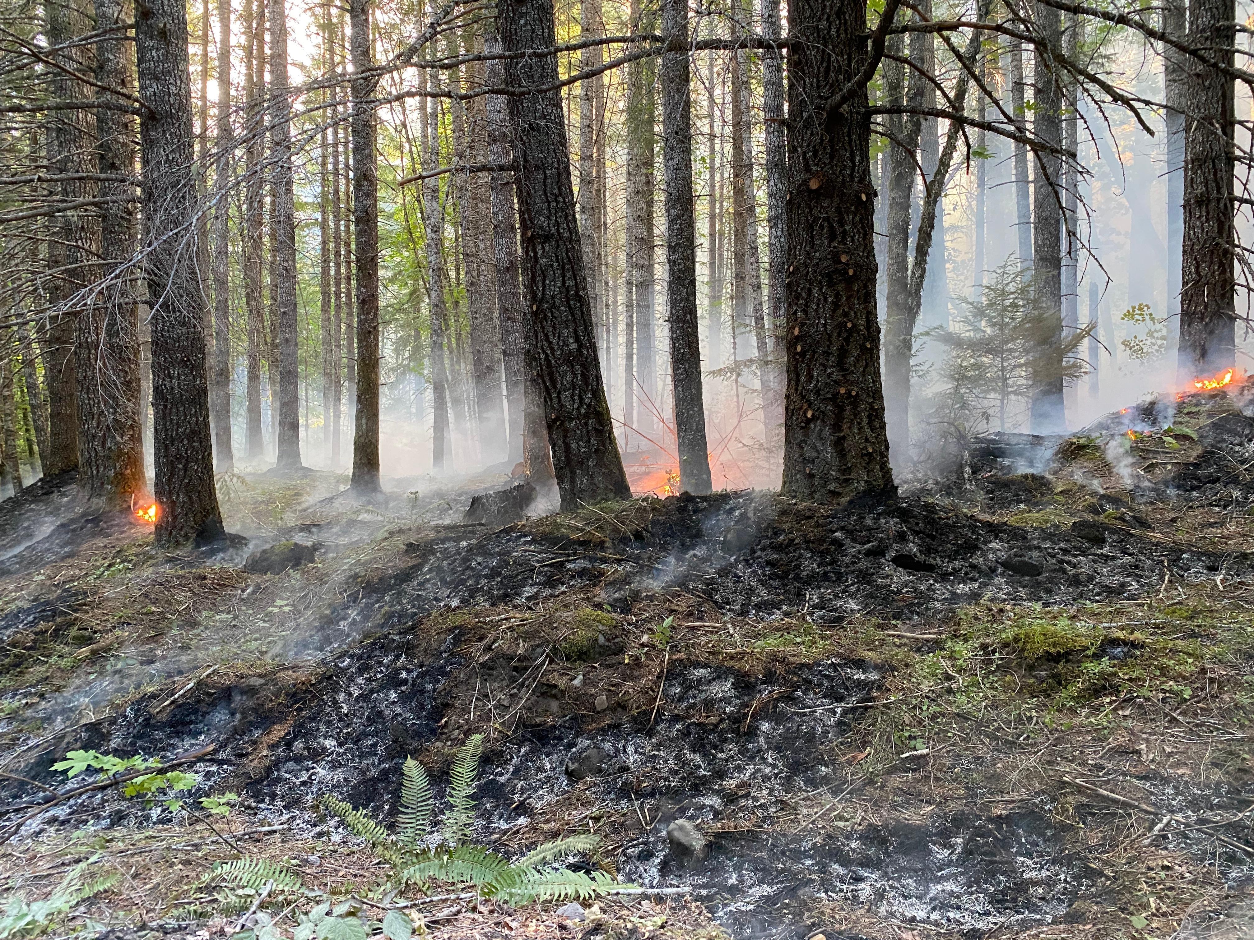 Small fires burn among tree trunks.