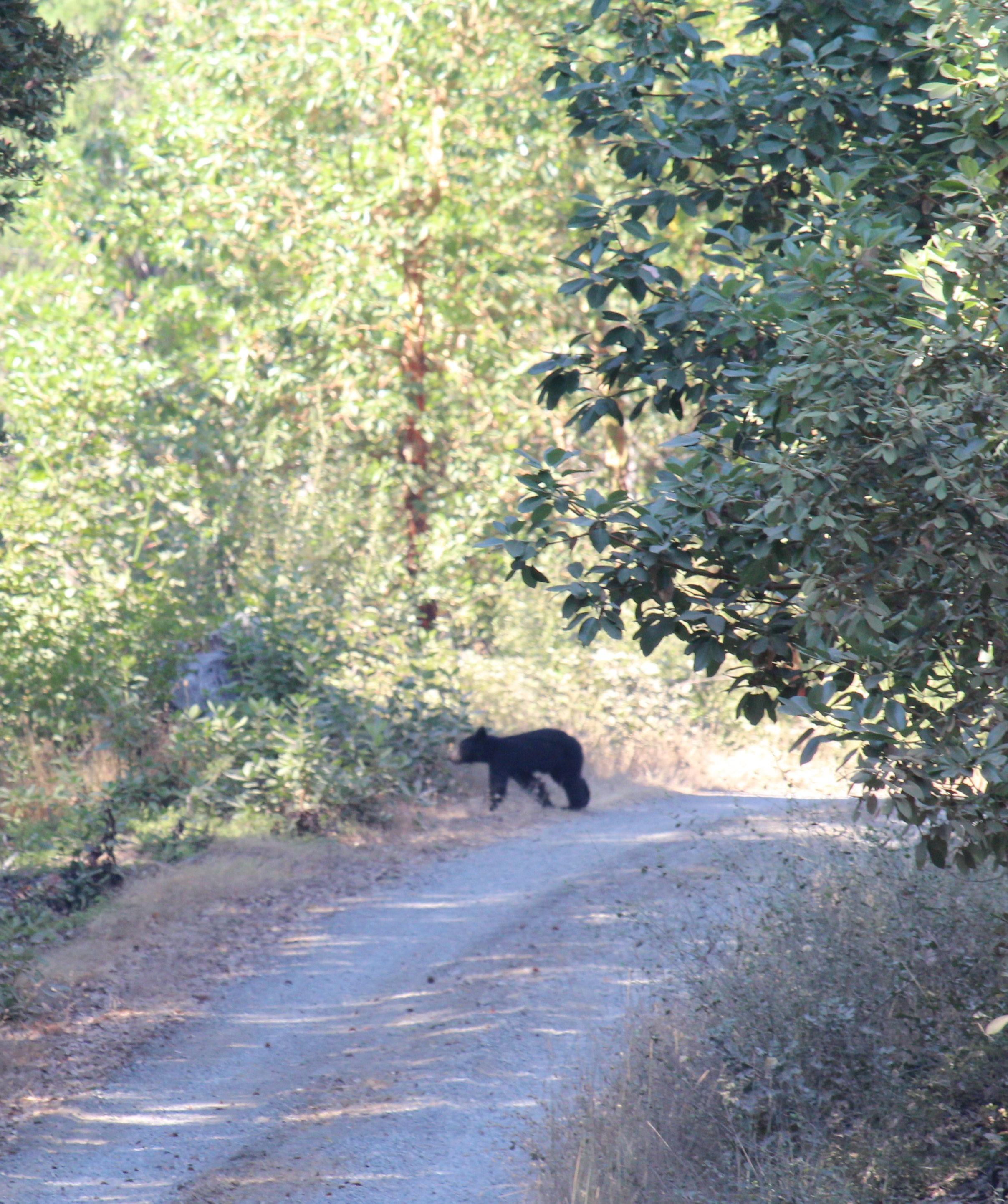 A young black bear walks across a dirt road in a forest