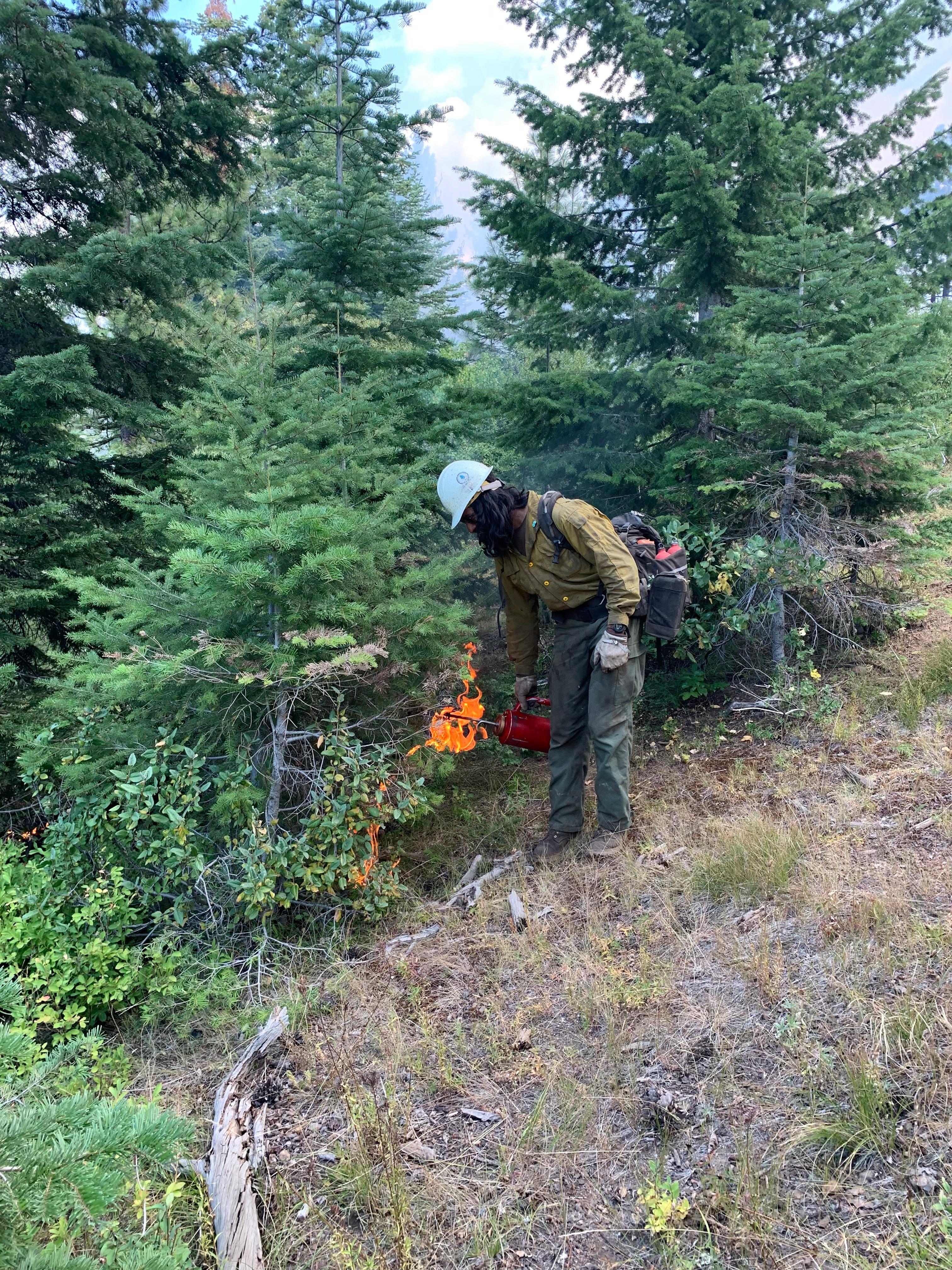A firefighter is using a drip torch to light a fire on the ground in a vegetated forest. 