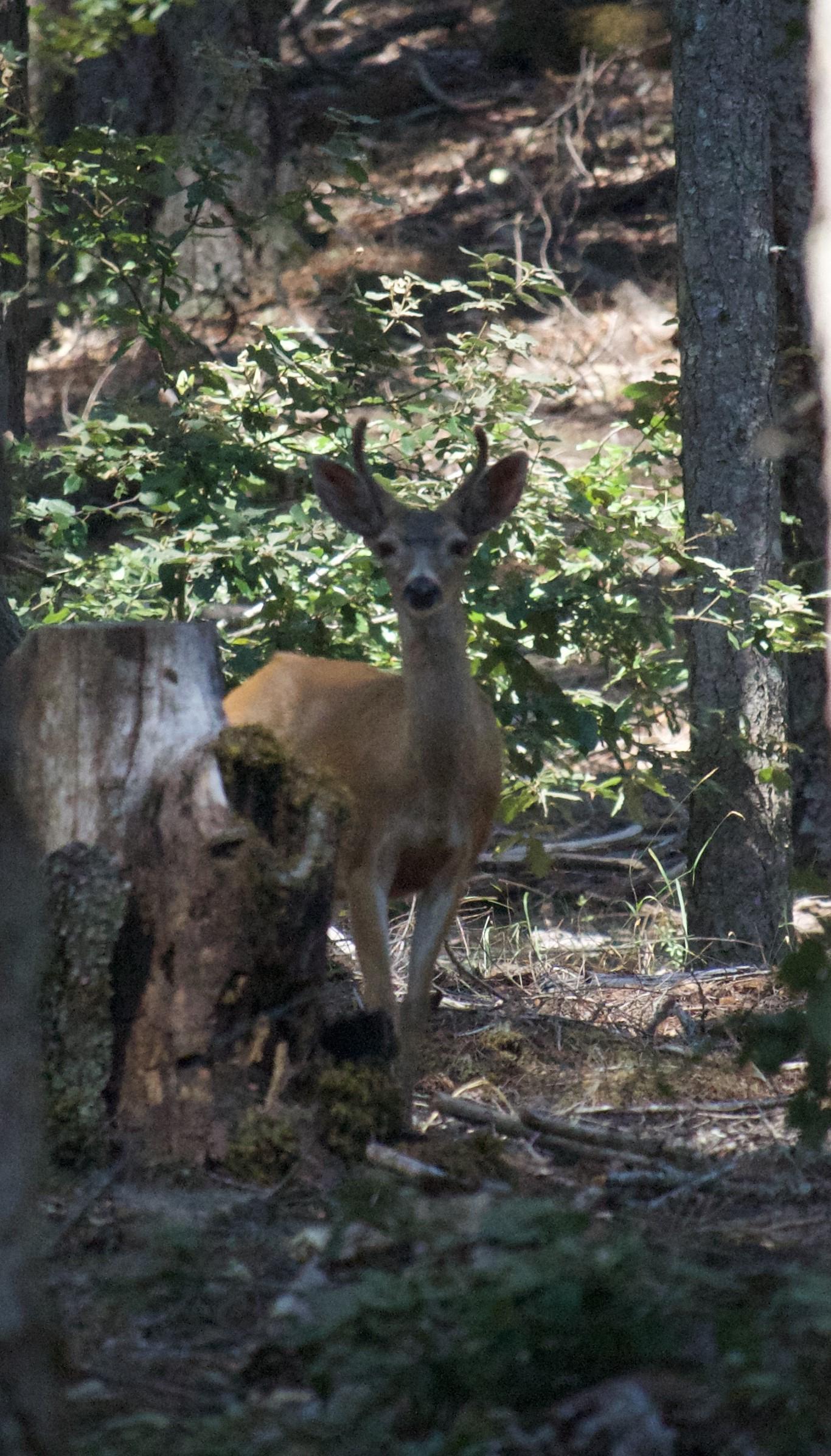 A buck with velvet-covered horns hiding among trees