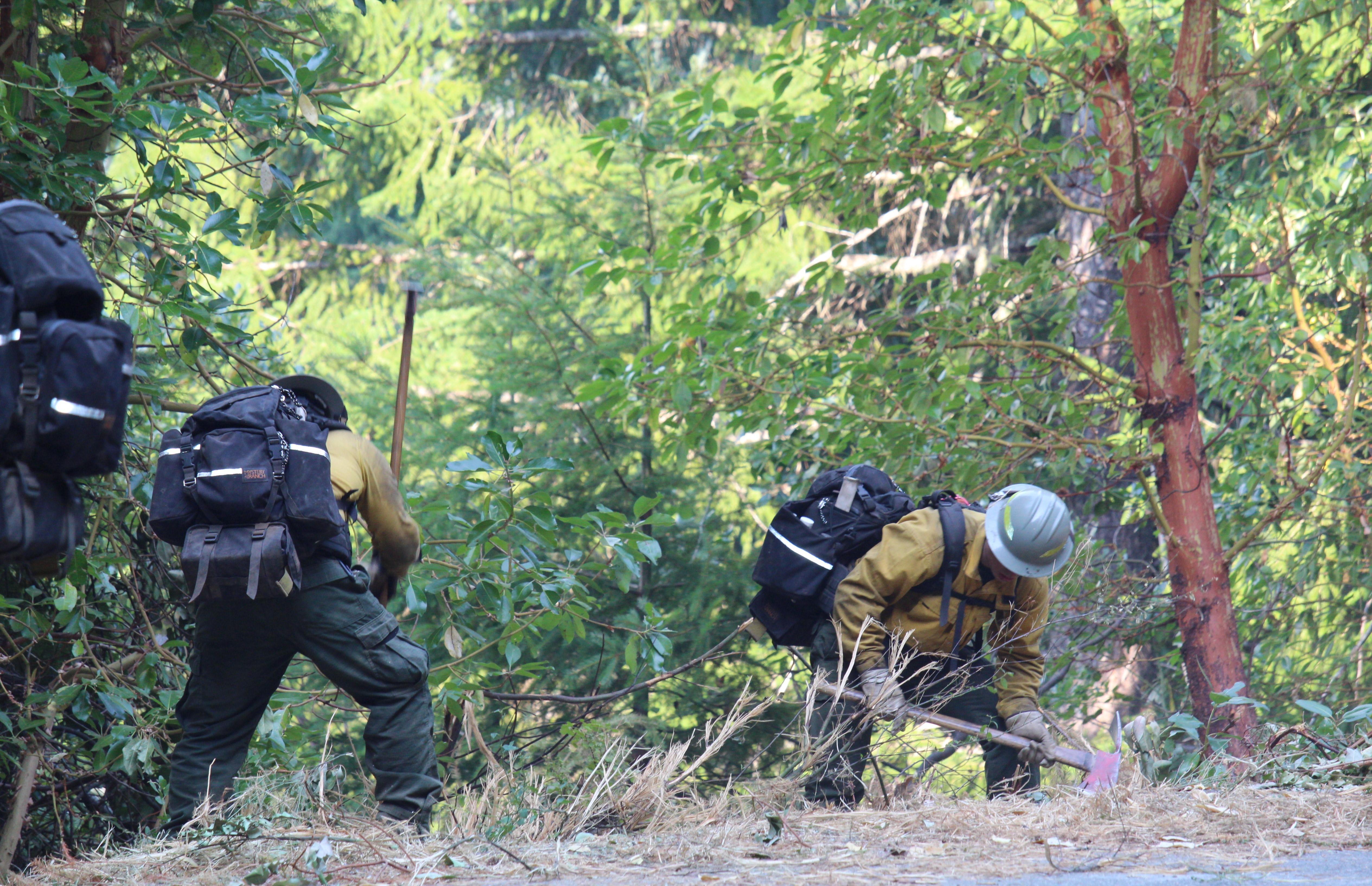 Two firefighters wearing black backpacks use specialized axes to chop brush and limbs along a road in the forest