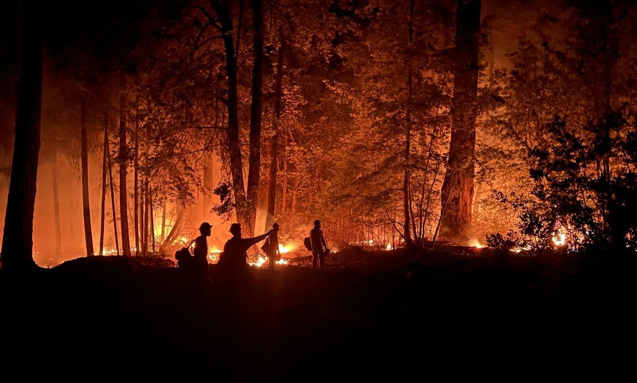 Firefighters walking among trees, backlit by orange flames