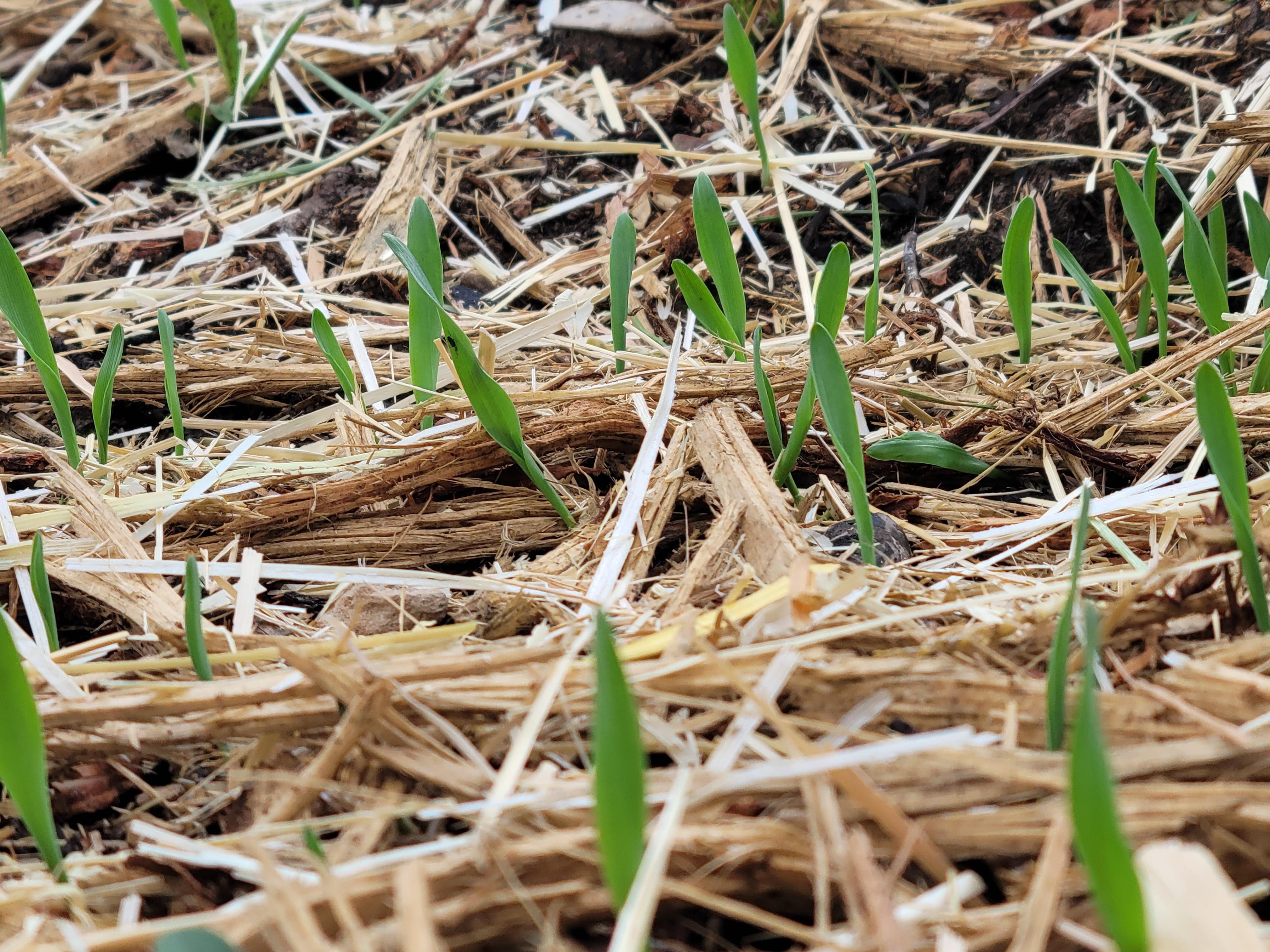 Barley becoming well established ten days after germination with multiple shoots visible across the area