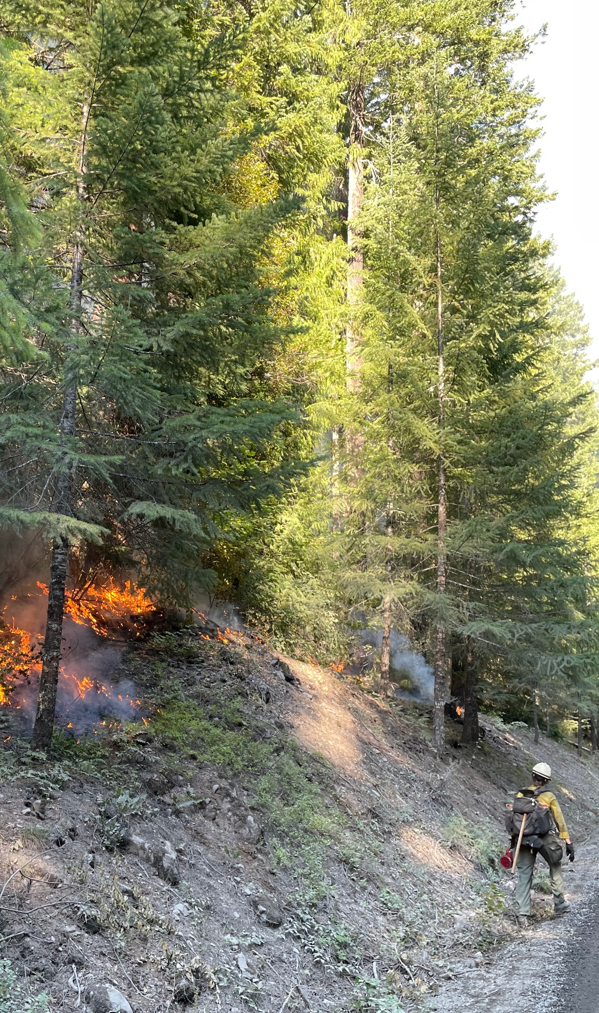 A firefighter in a yellow shirt and carrying a red drip torch walks along a dirt road with  flames visible in the undergrowth.