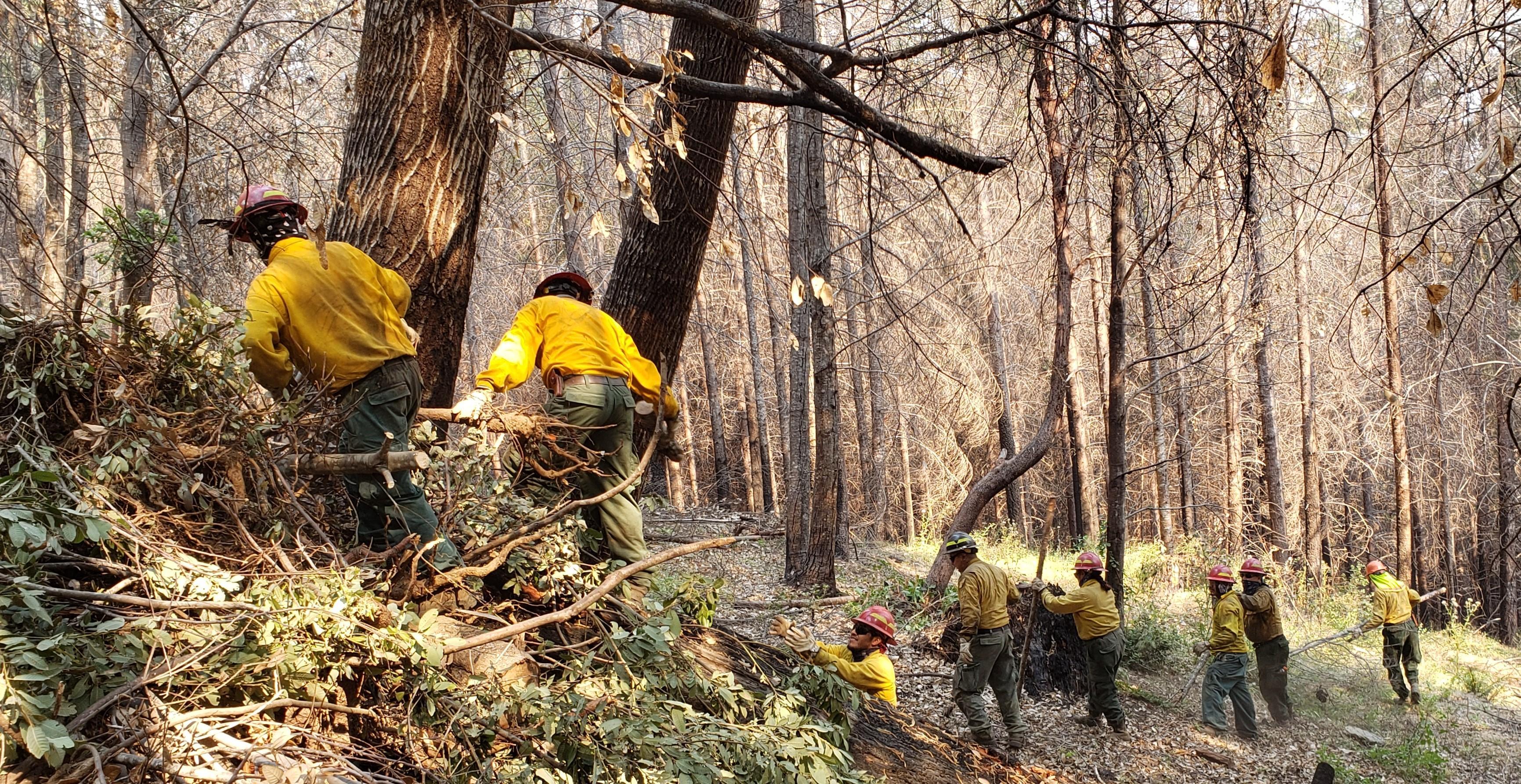 A group of people in wildland gear and red helmets standing in a line, passing brush and branches to each other in a forest