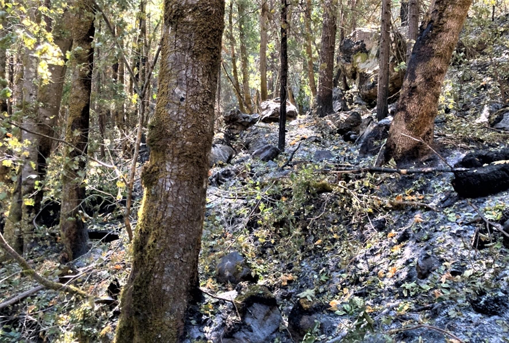 Image showing West Grider Creek loaded  with rocks-boulders-cobble stones