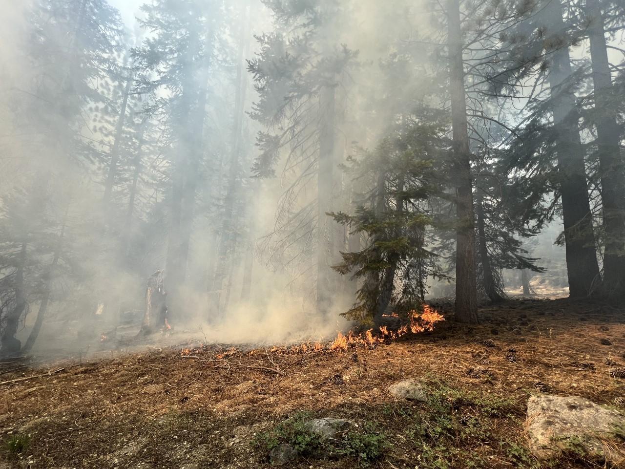 Photo of fire burning with low intensity and unharmed timber surrounding