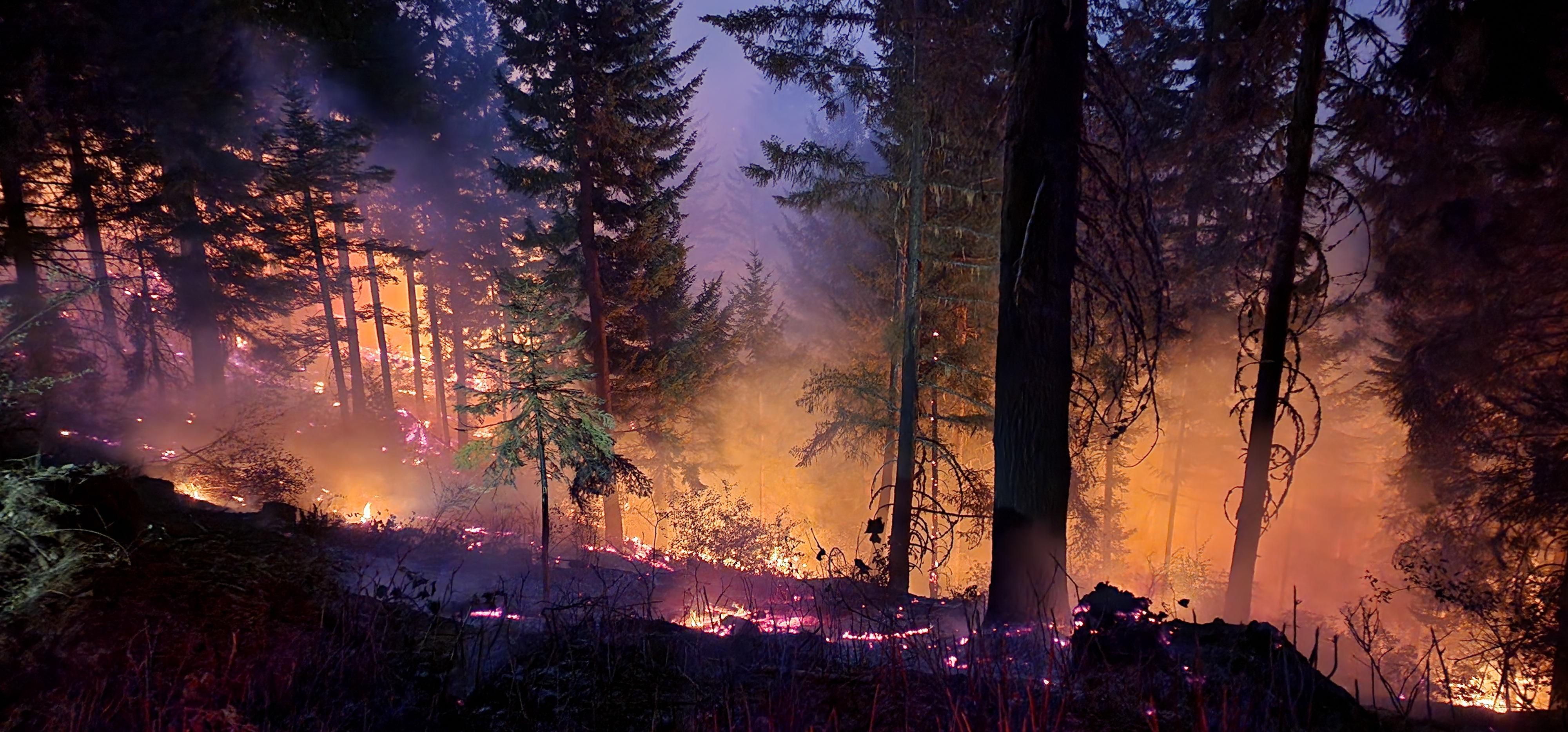 Unburned trees stand on a steep slope with fire burning on and near the ground around them.