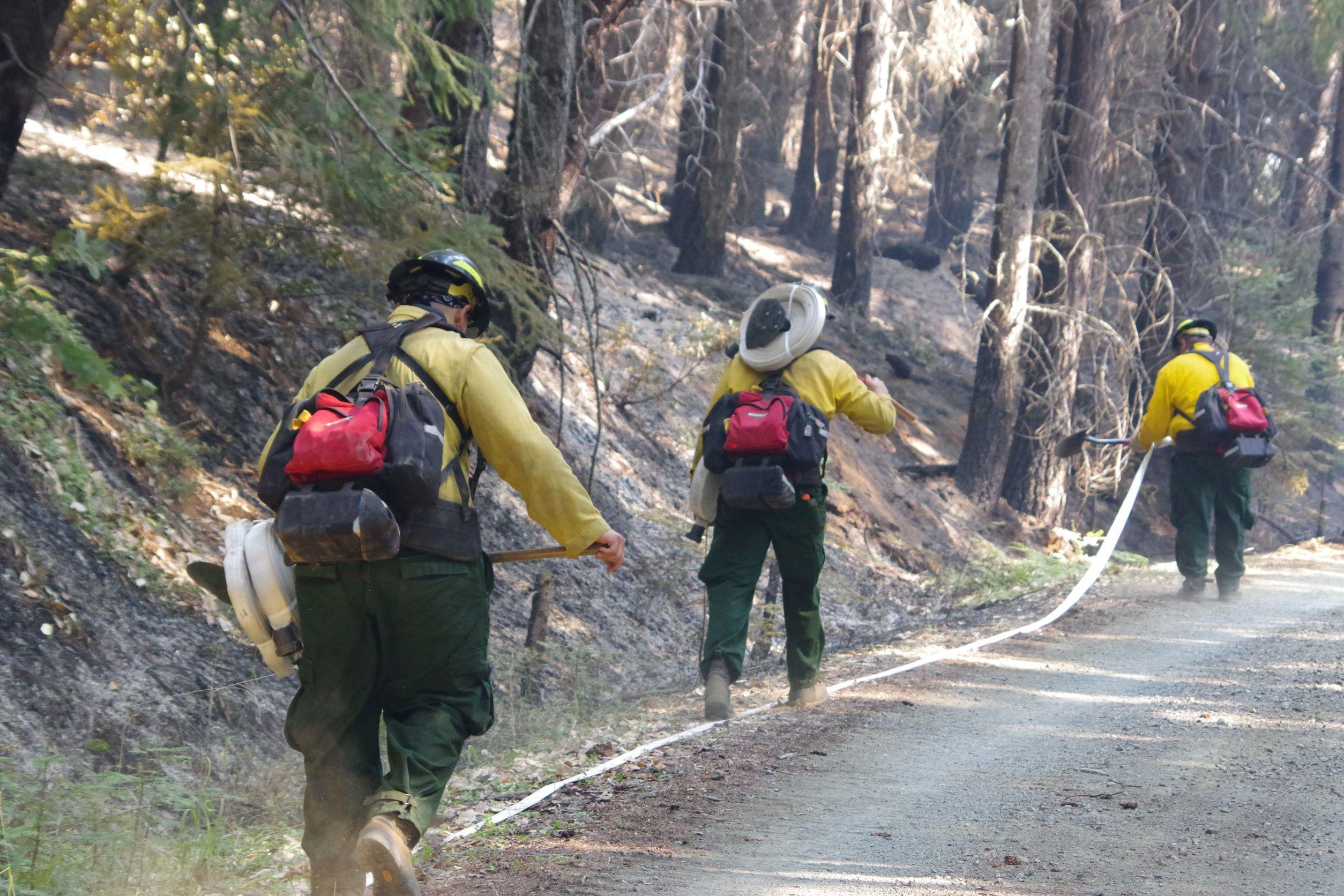 Two firefighters are carrying rolls of fire hose along a road. A third firefighter is unrolling hose along the road. The slope behind them has burned and is ready to be mopped up.