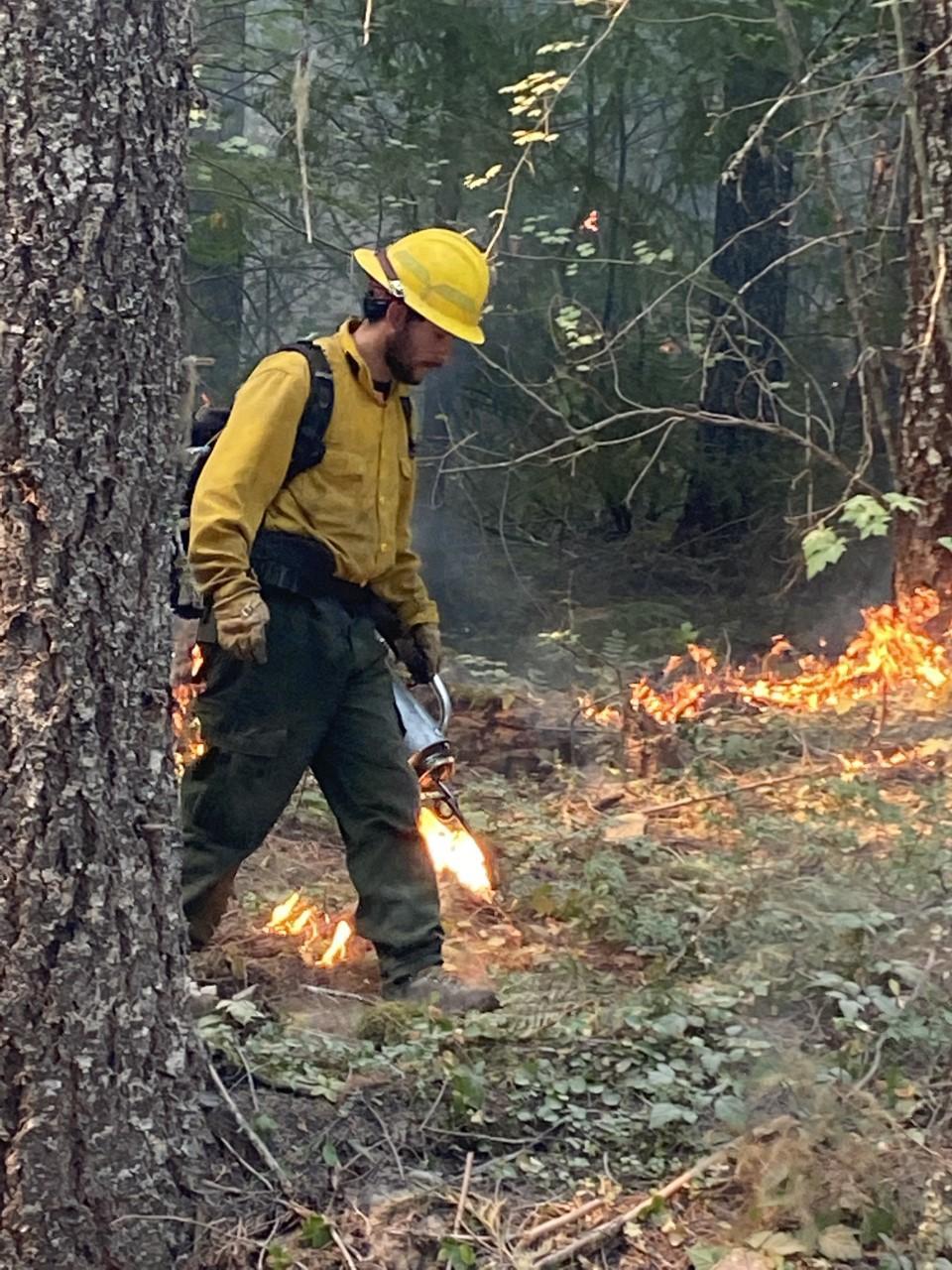 Photo of a wildland firefighter using a drip torch to drop flames onto the ground in the forest.