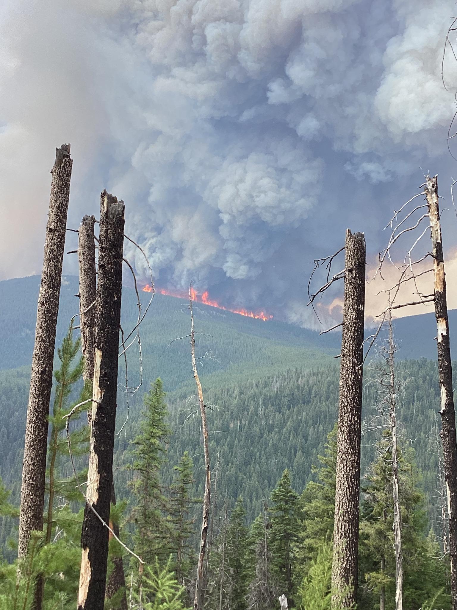Wildfire flames can be seen among smoke on a ridgetop in the distance, as seen through burnt pine trees in the foreground