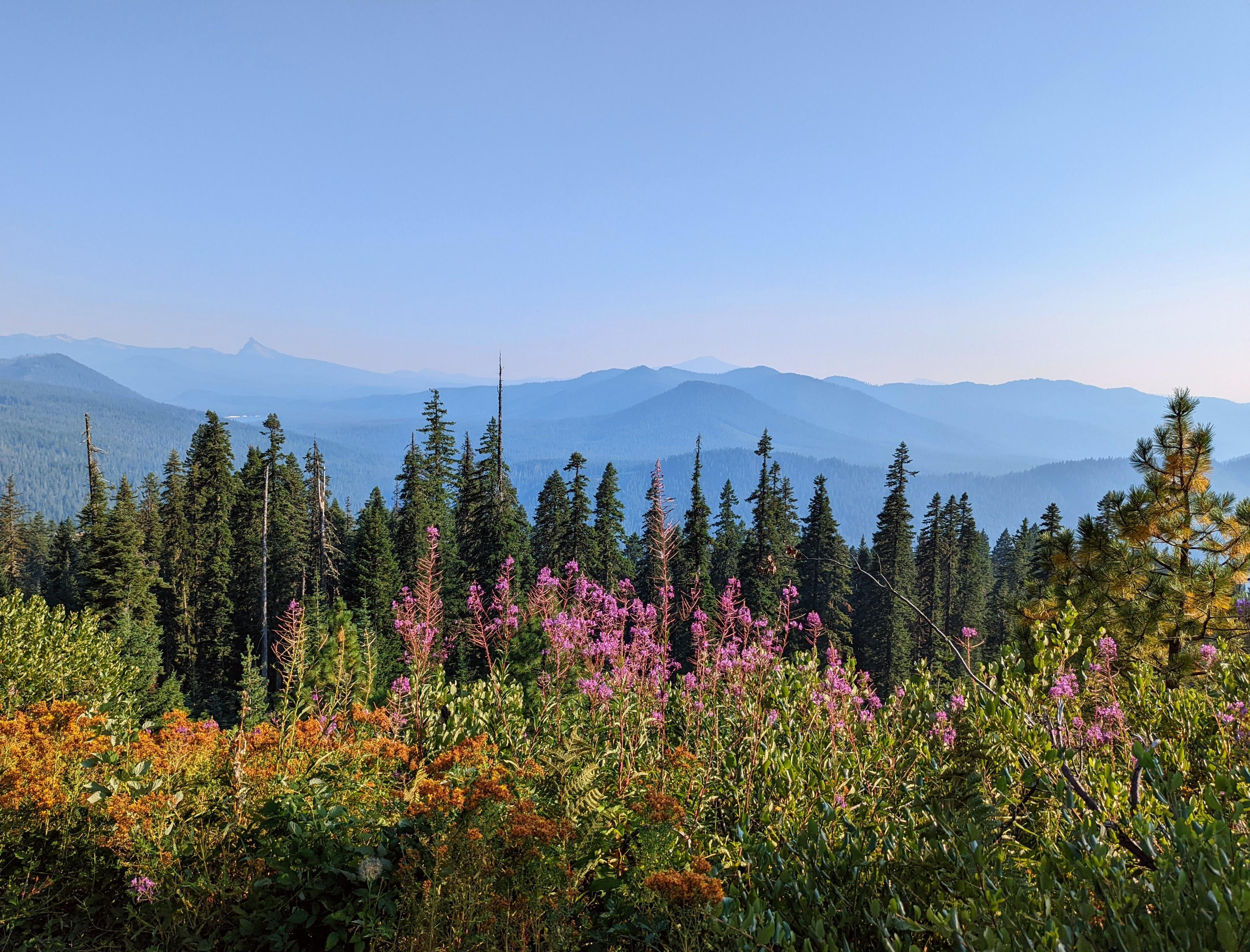 Photo landscape with fireweed
