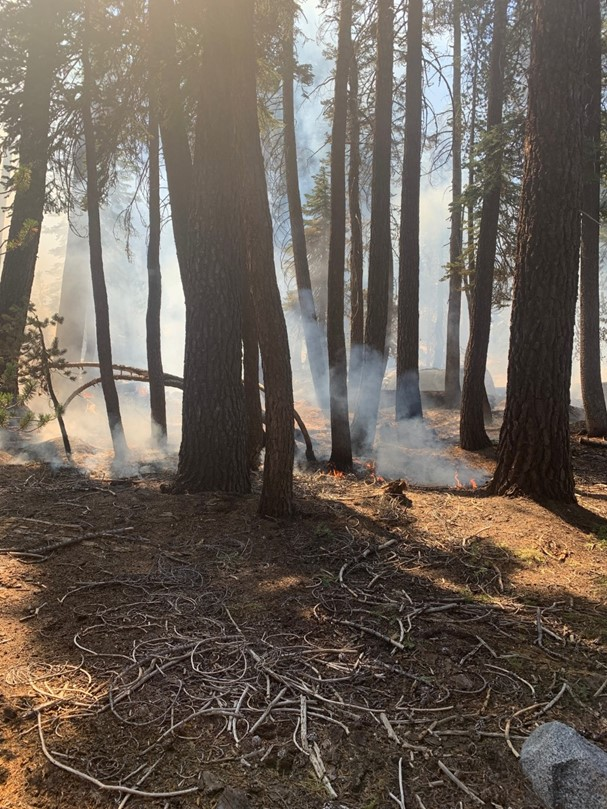 Small flames and smoke burn in the understory of a conifer forest