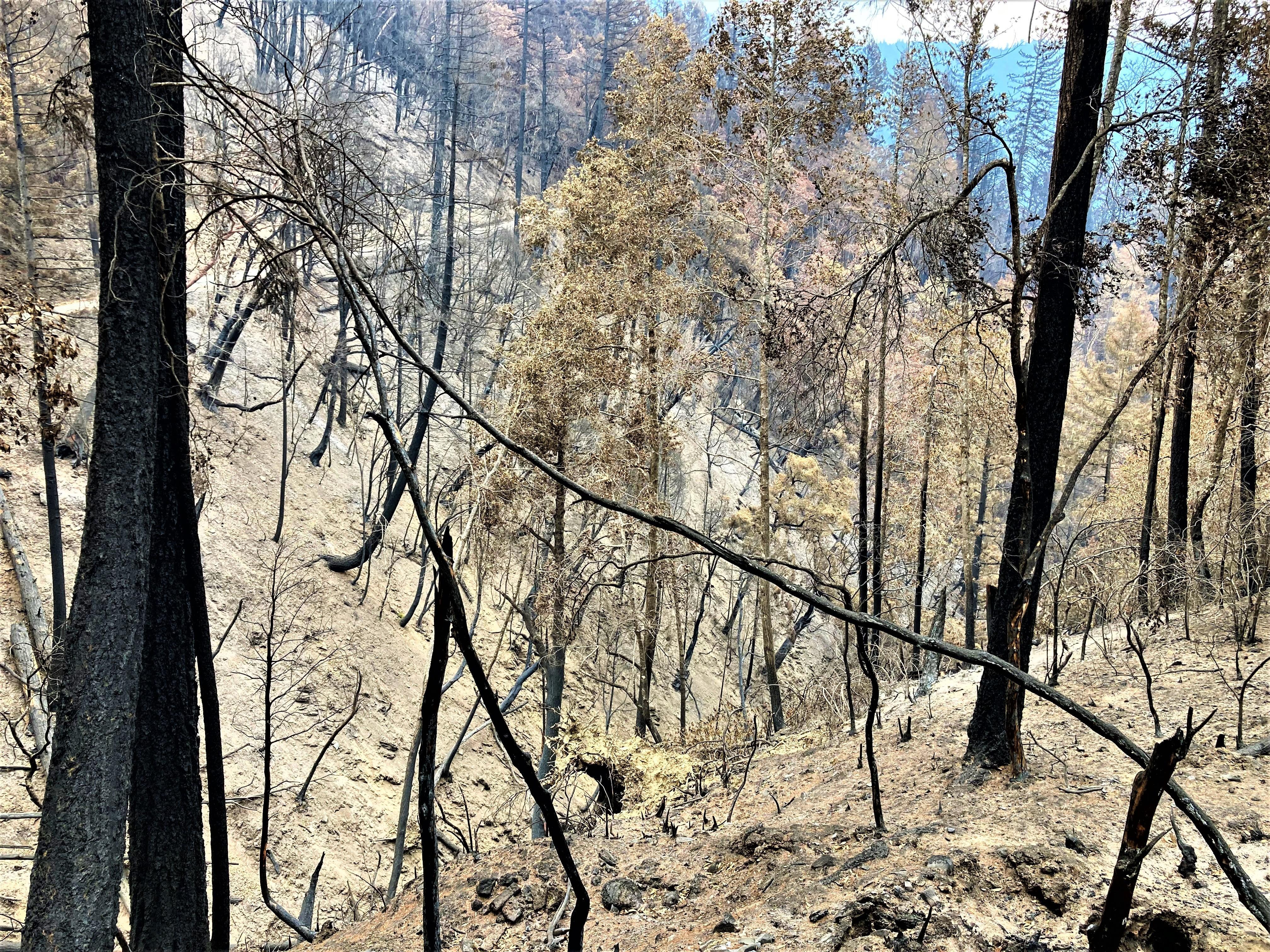 Image showing An Intermittent stream channel in Campbell Fire that was assessed by the BAER Team