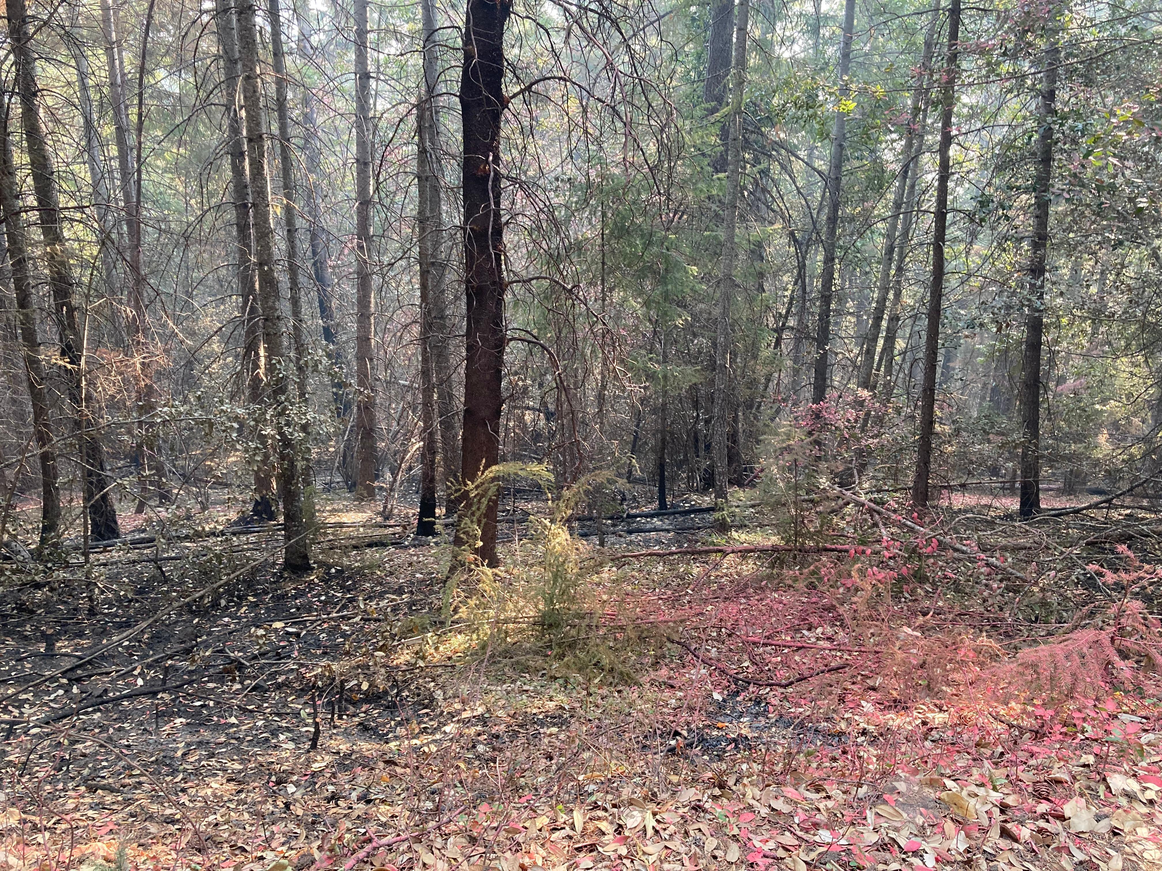 Image showing Low Soil Burn Severity in Ammon Fire Area