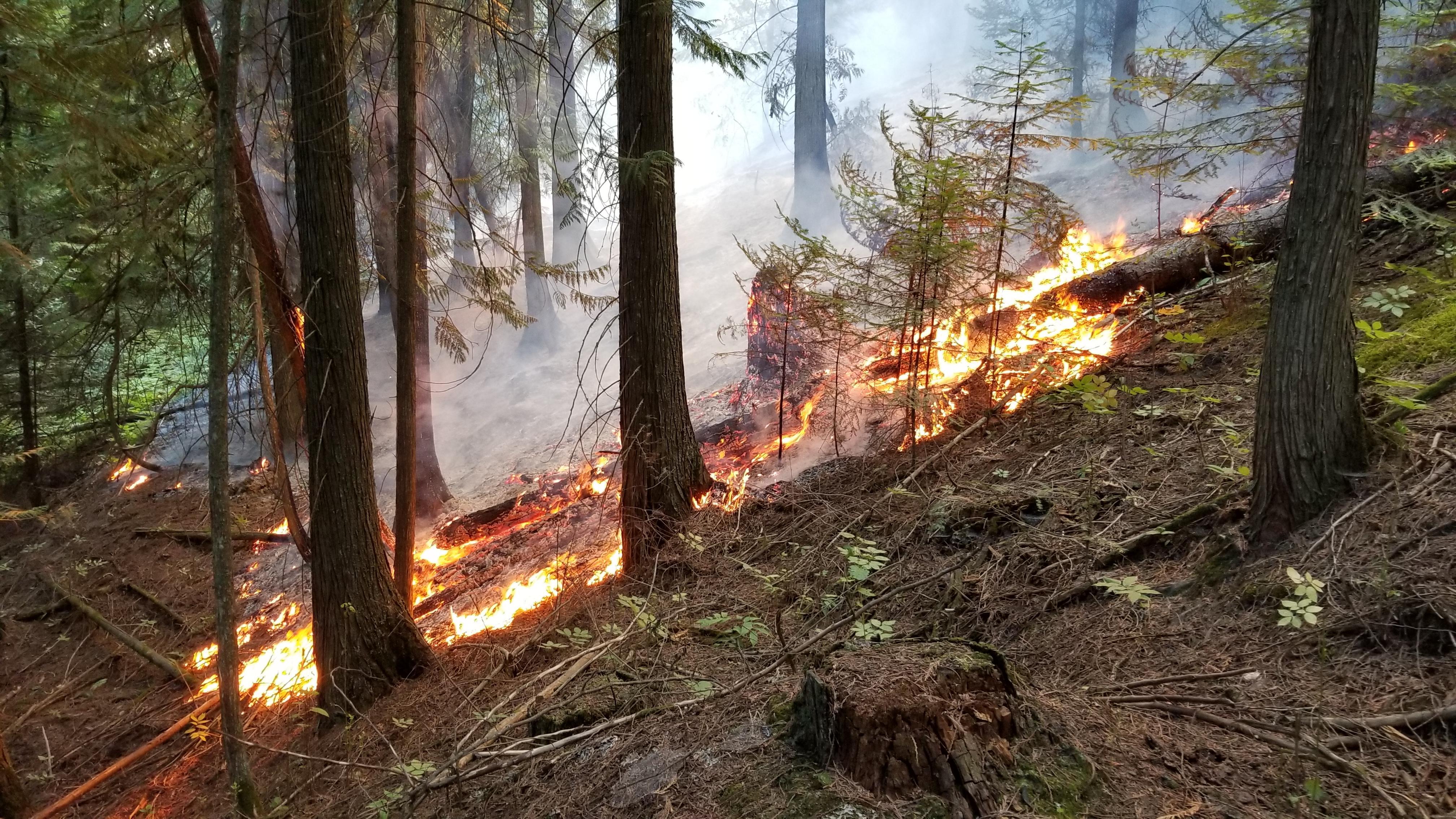 Backing fire in Ball Creek area on Sept. 9. Backing fire is a lower intensity surface fire that burns through forest vegetation litter and understory brush. This fire is creeping and smoldering and moving slowly downhill, exactly what firefighters want.