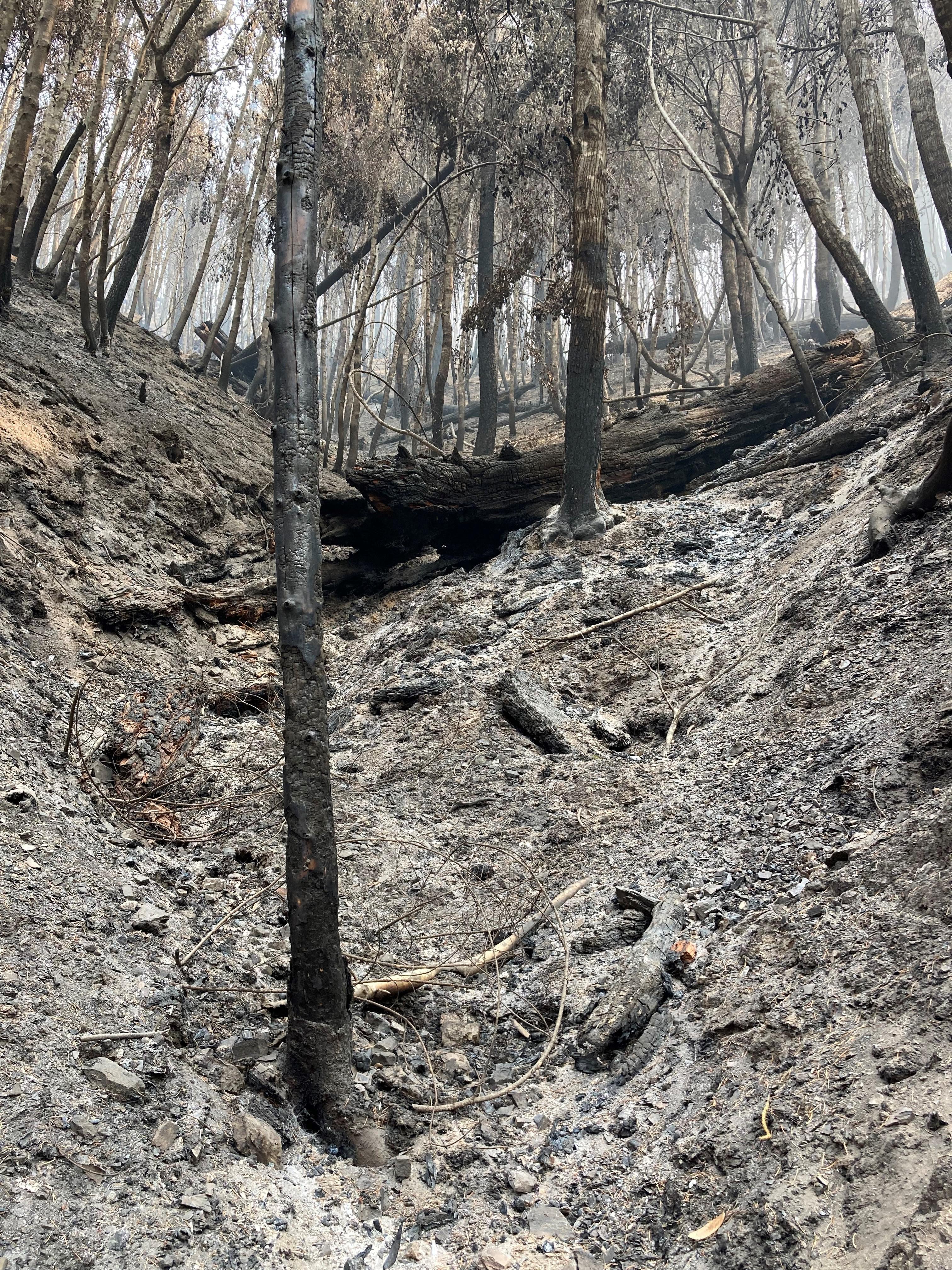 Image showing Image showing Steep Slope Swale (directs water runoff during storm events) in Ammon Fire Area