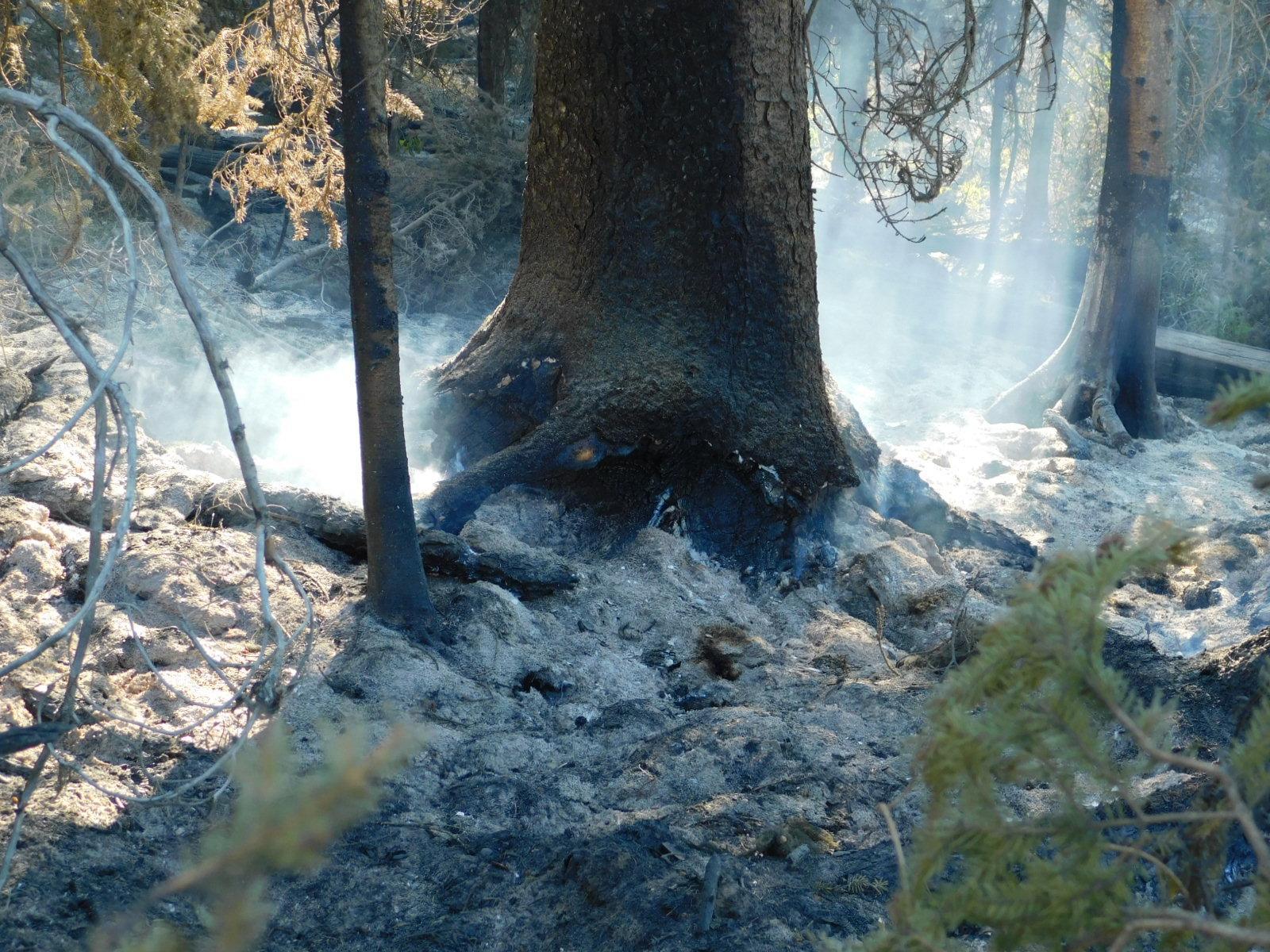 Tree with root system damage from the fire