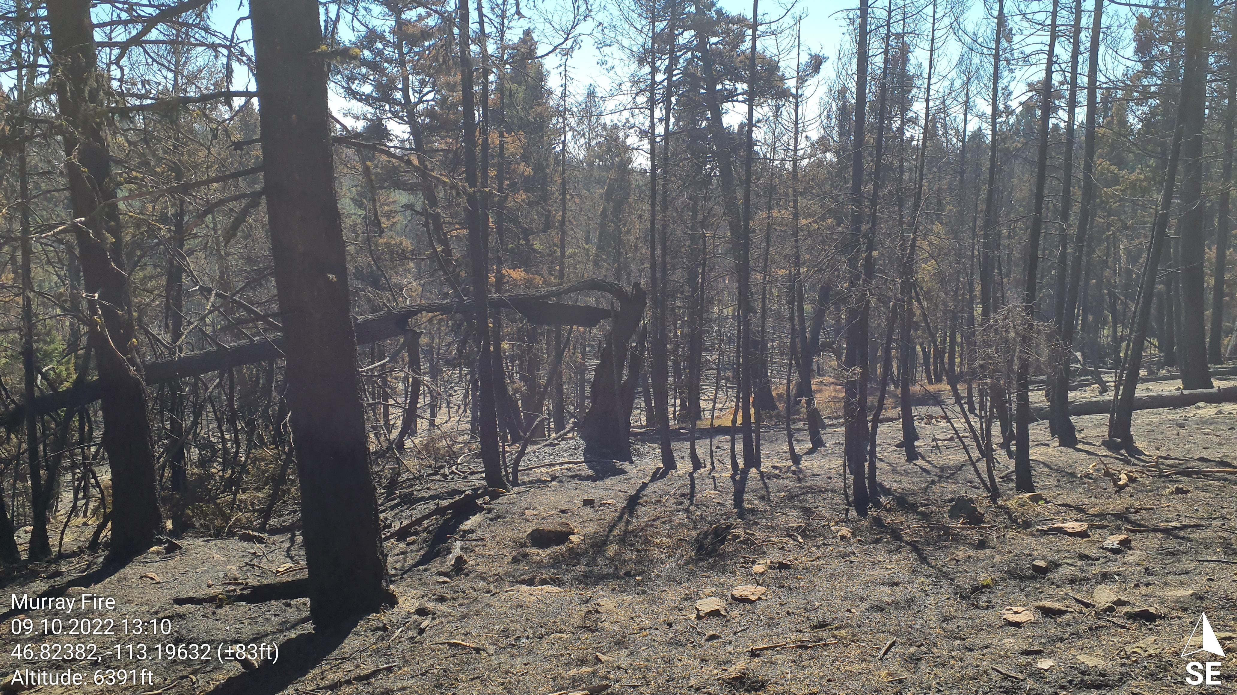 Standing dead timber - interior Murray Fire