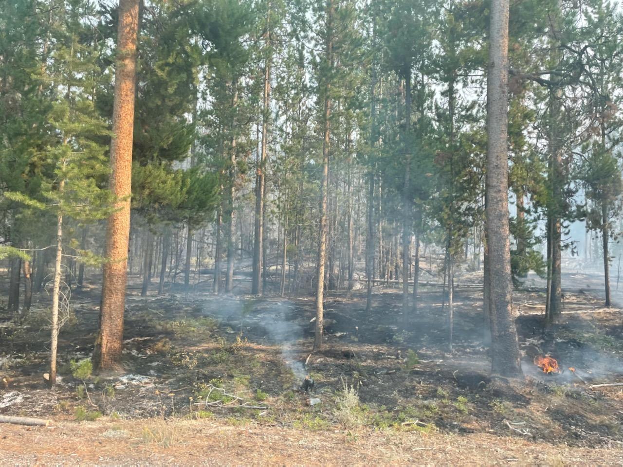 Burned area under trees