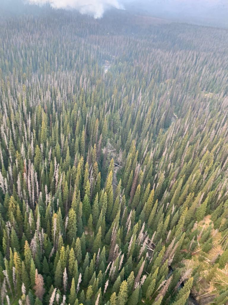A birds-eye view looking down into an unburned timber forest. There is a puff of white smoke rising from a small section of forest in the distance.