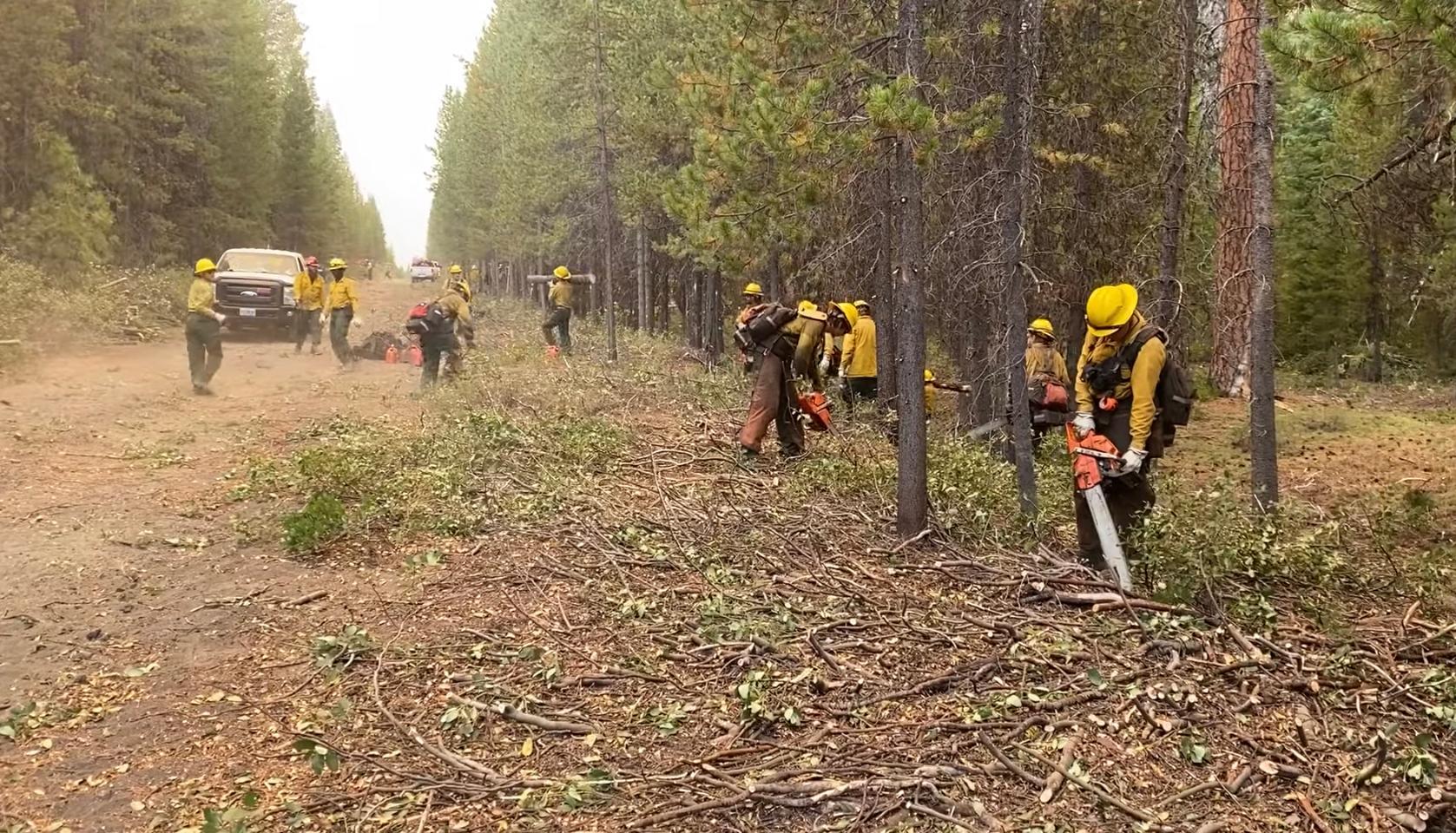 A wildland fire crew dressed in yellow shirts and green pants with yellow hardhats uses chainsaws to thin the roadside area.