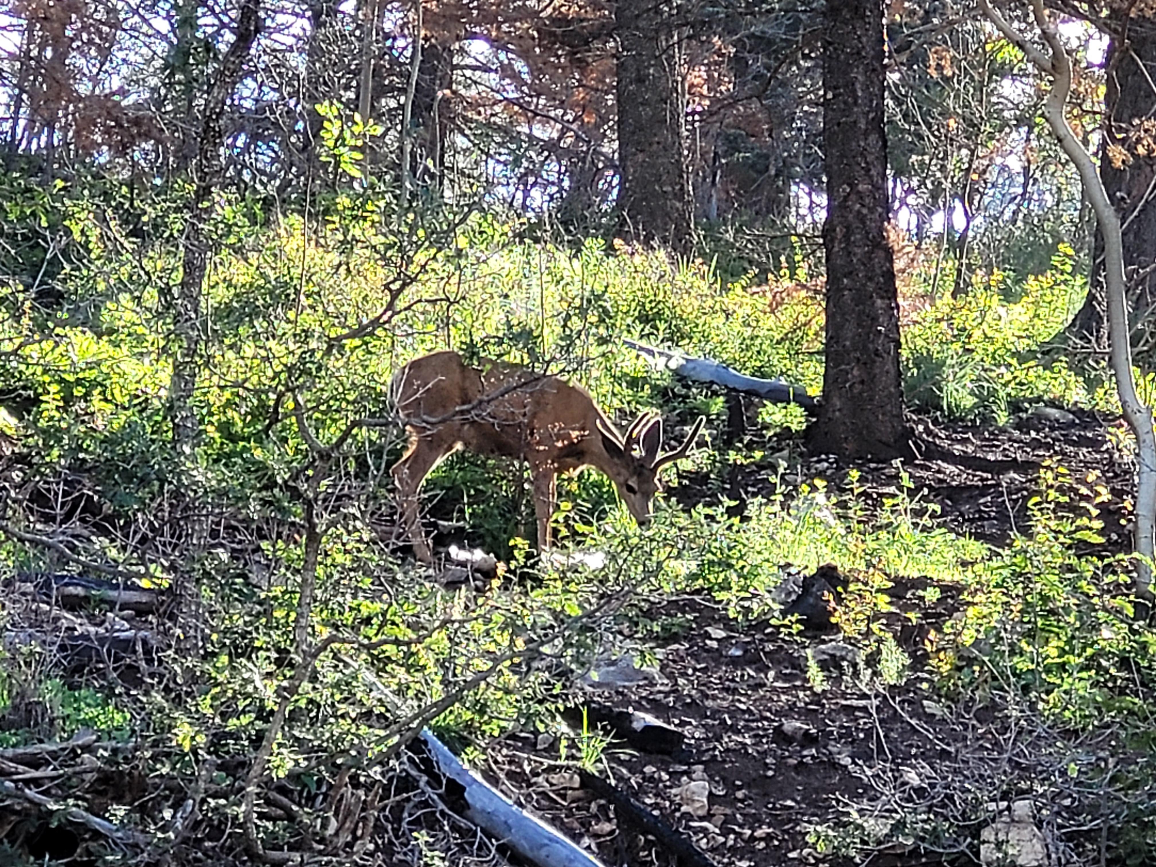 Photo of deer in Gallinas Canyon