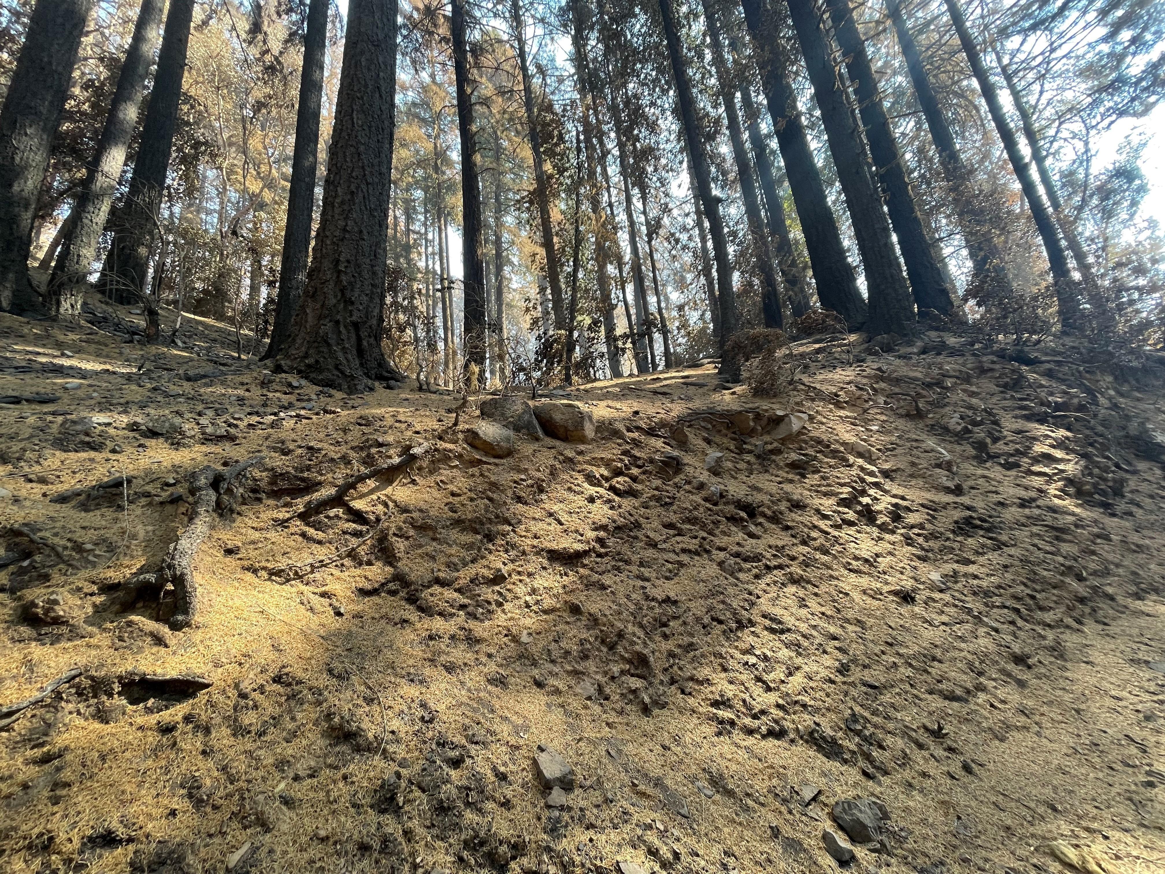 Image showing Needle cast slope in Campbell burned area