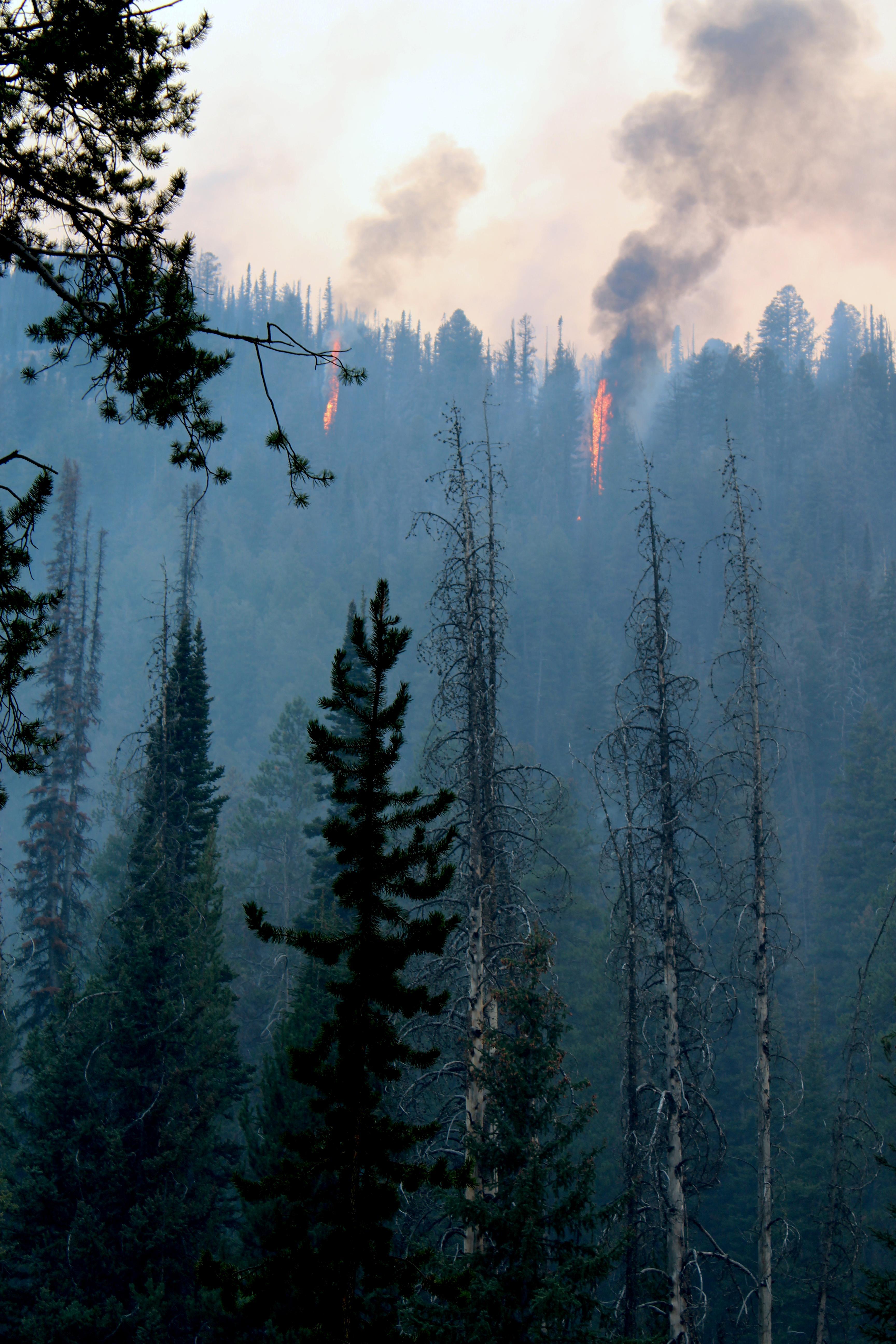 Individual trees torch into flames on slope