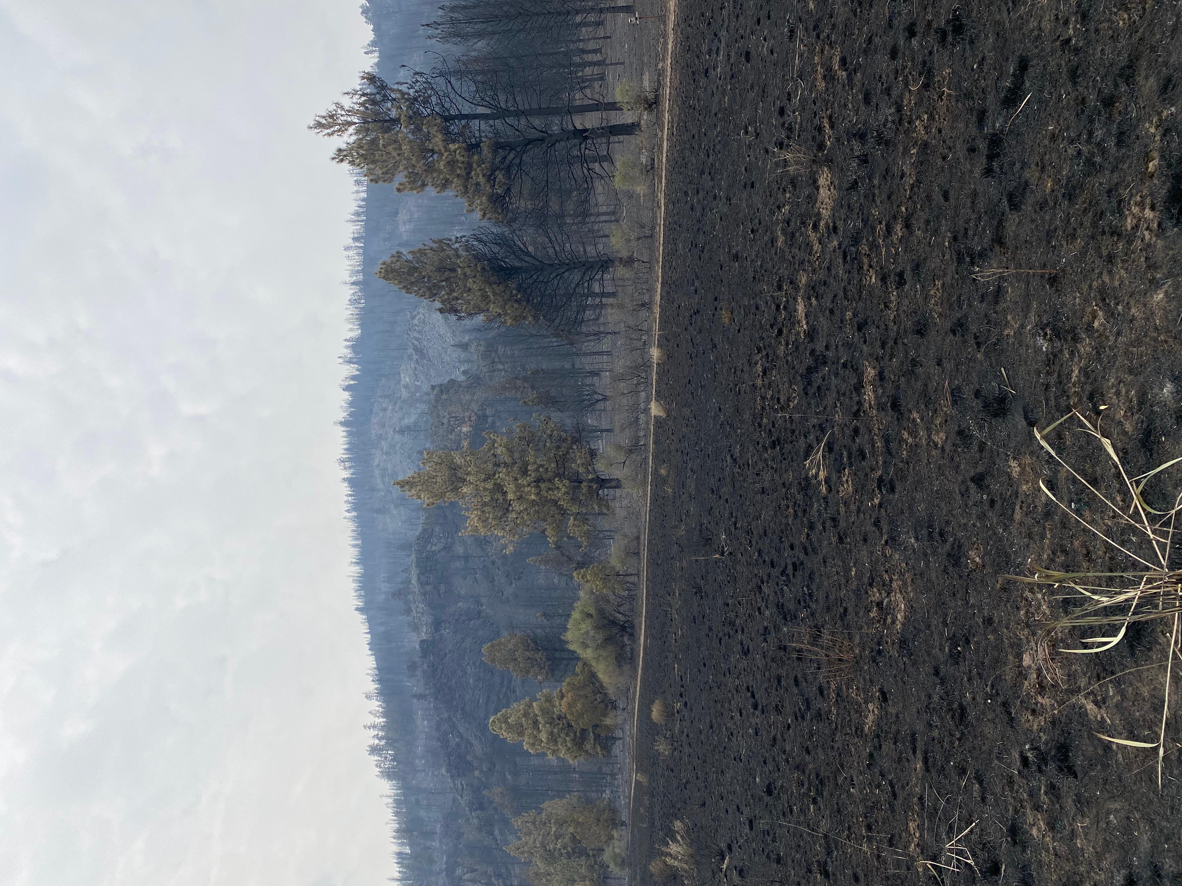 Photo taken on Sept. 11, 2022. This is in the northern area of the fire off of Webber Road