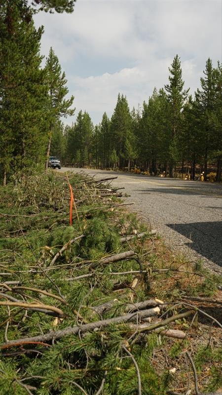cut small trees piled along road to be chipped