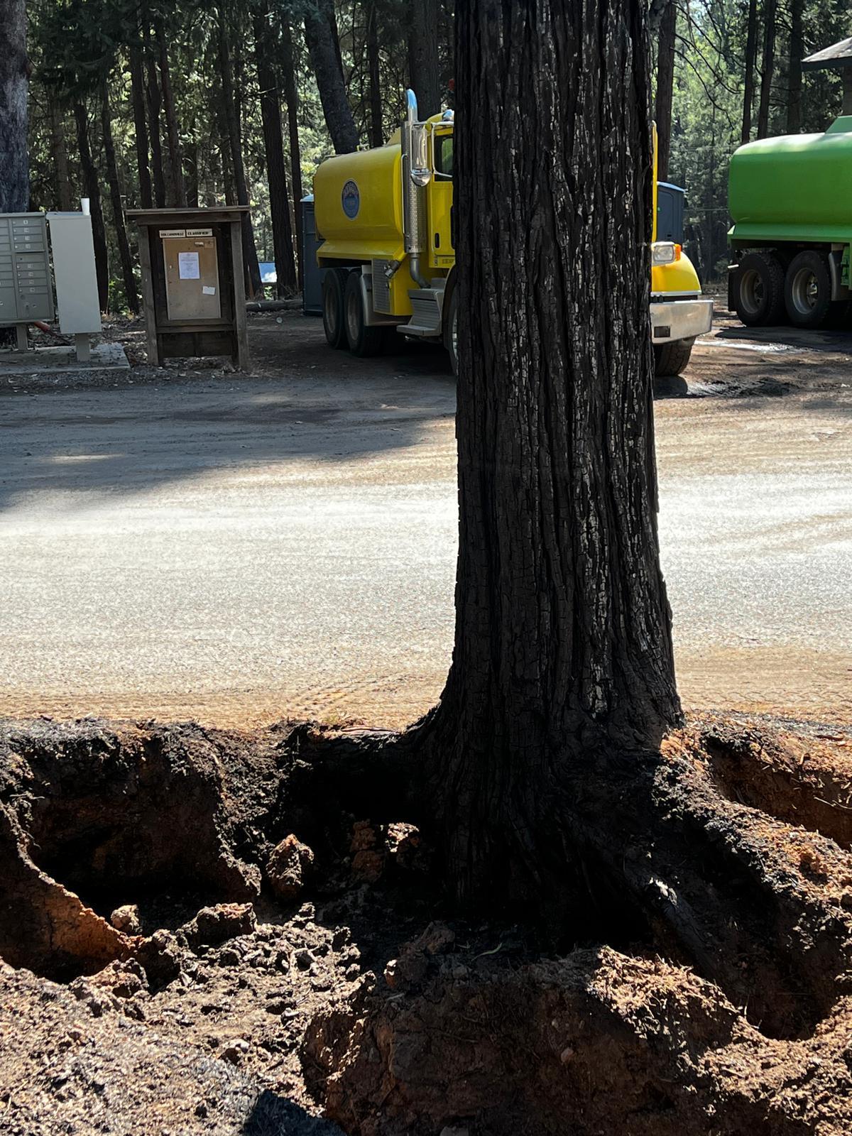 A burned tree with a large hole at the roots in an evacuated community. An example of hazards that remain and need to be addressed before public can return to the area