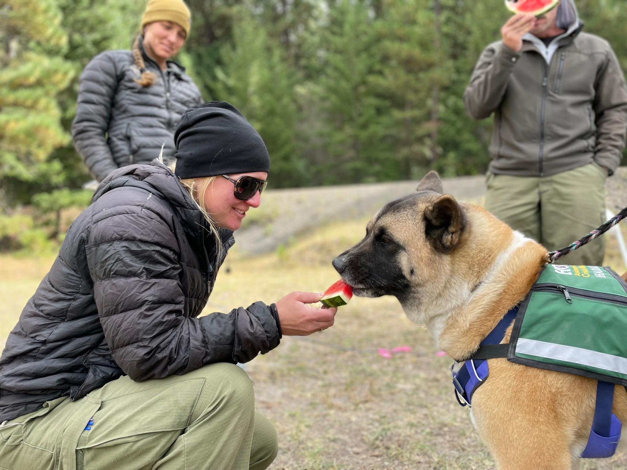 A firefighter snacking on some watermelon offers a bite to an Akita named Hadassah. She is standing staring down the watermelon in a grass field.