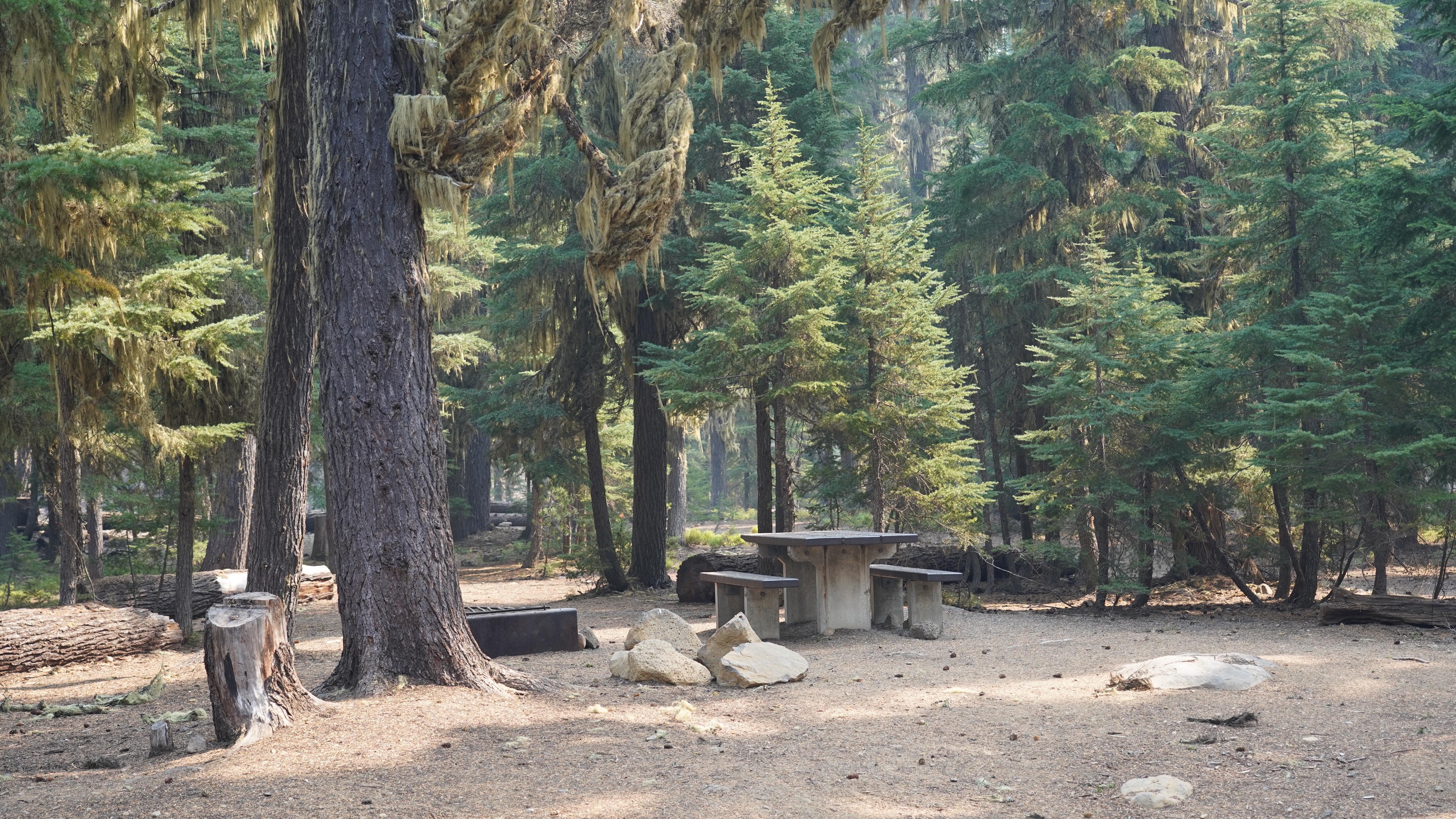 A picnic table and fire pit are surrounded by green hemlock and fir trees at North Waldo Campground