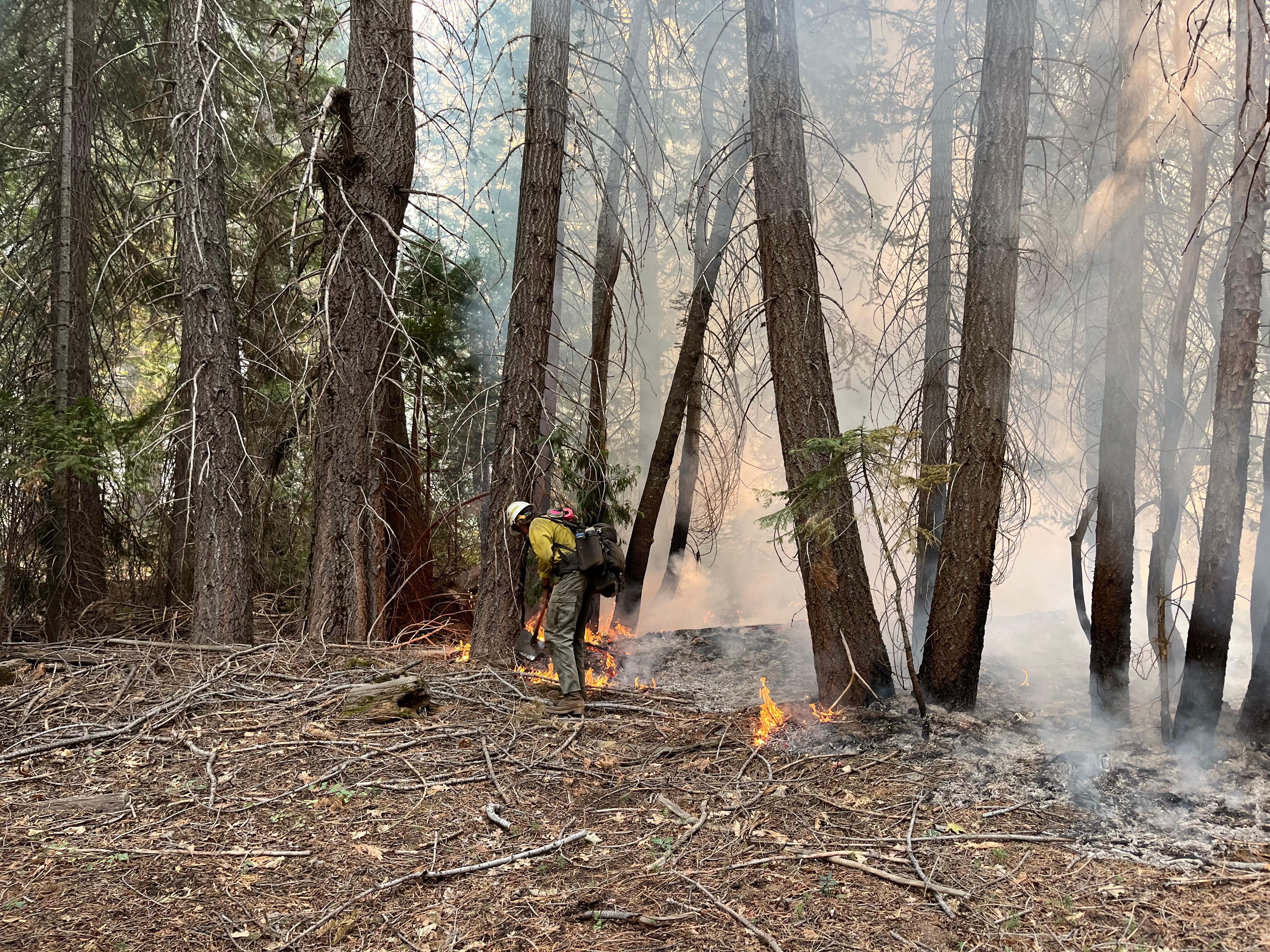 among large trees and no brush, a male firefighter drips flame from a handheld canister to ignite the ground vegetation. Low flames are starting to burn the needles and sticks that layer the forest floor and smoke is starting to rise.