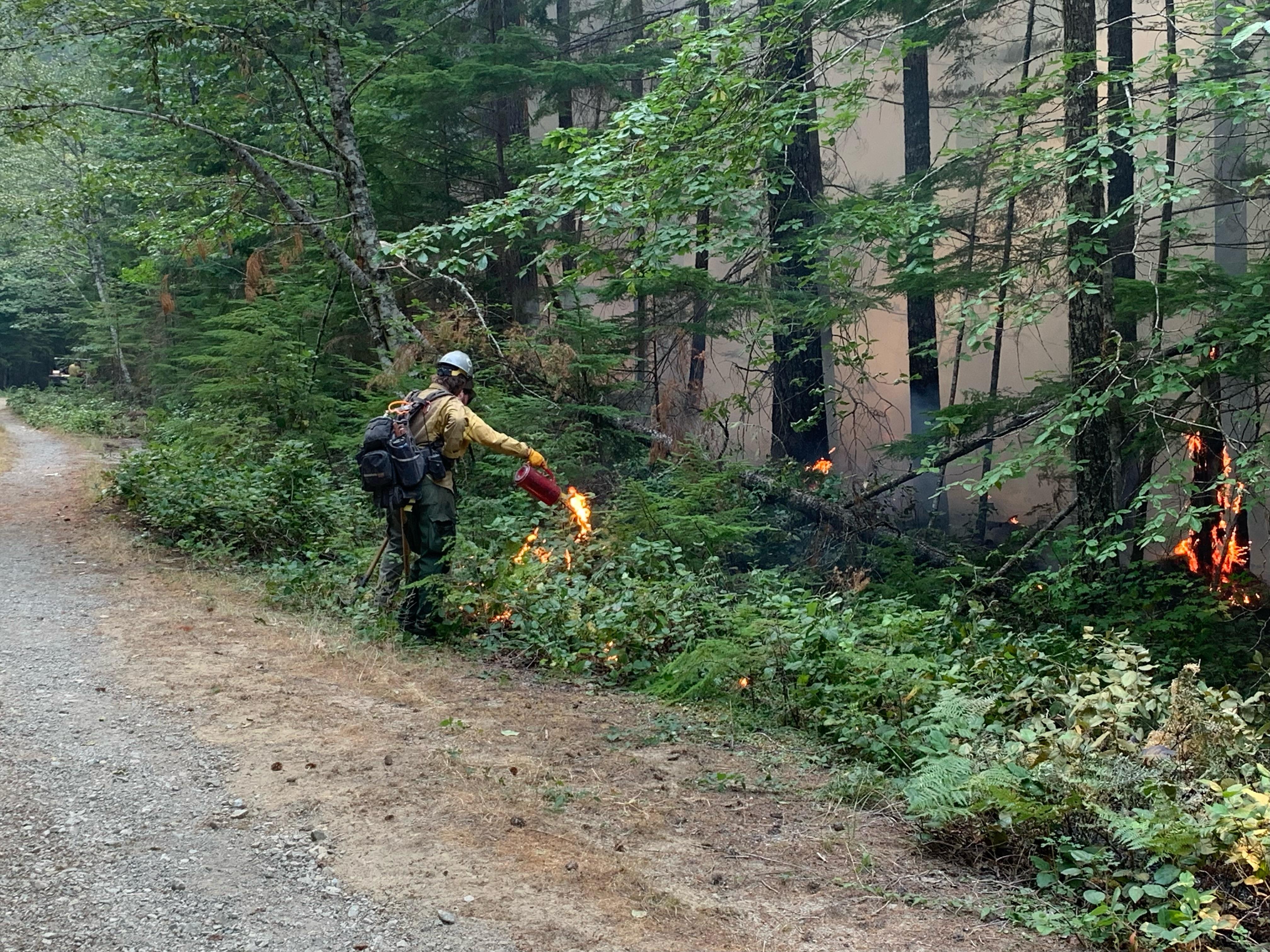 Firefighter holding drip torch igniting a small burn operation near Coal Creek and Forest Road 4610