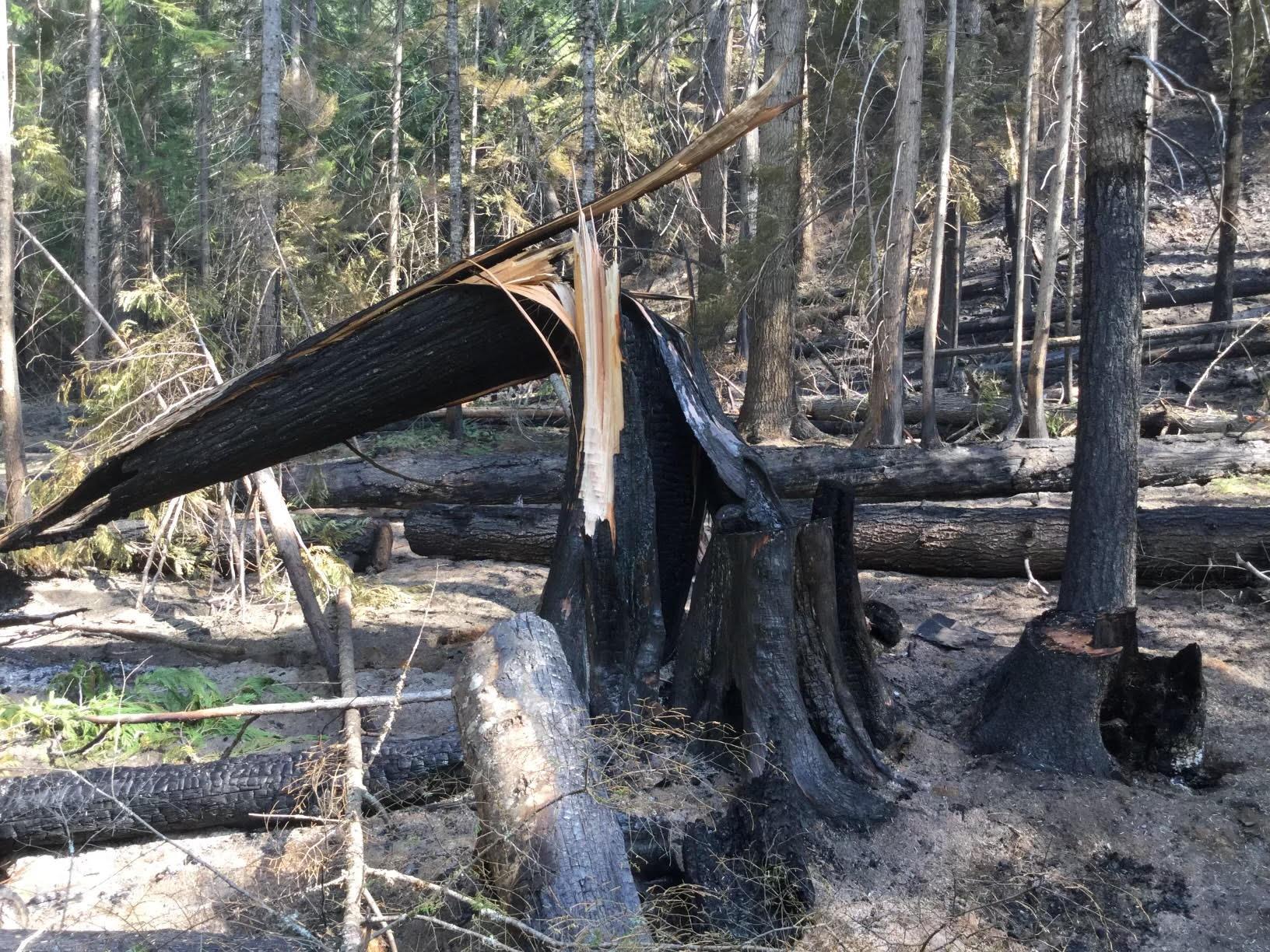 Burnt, fallen tree