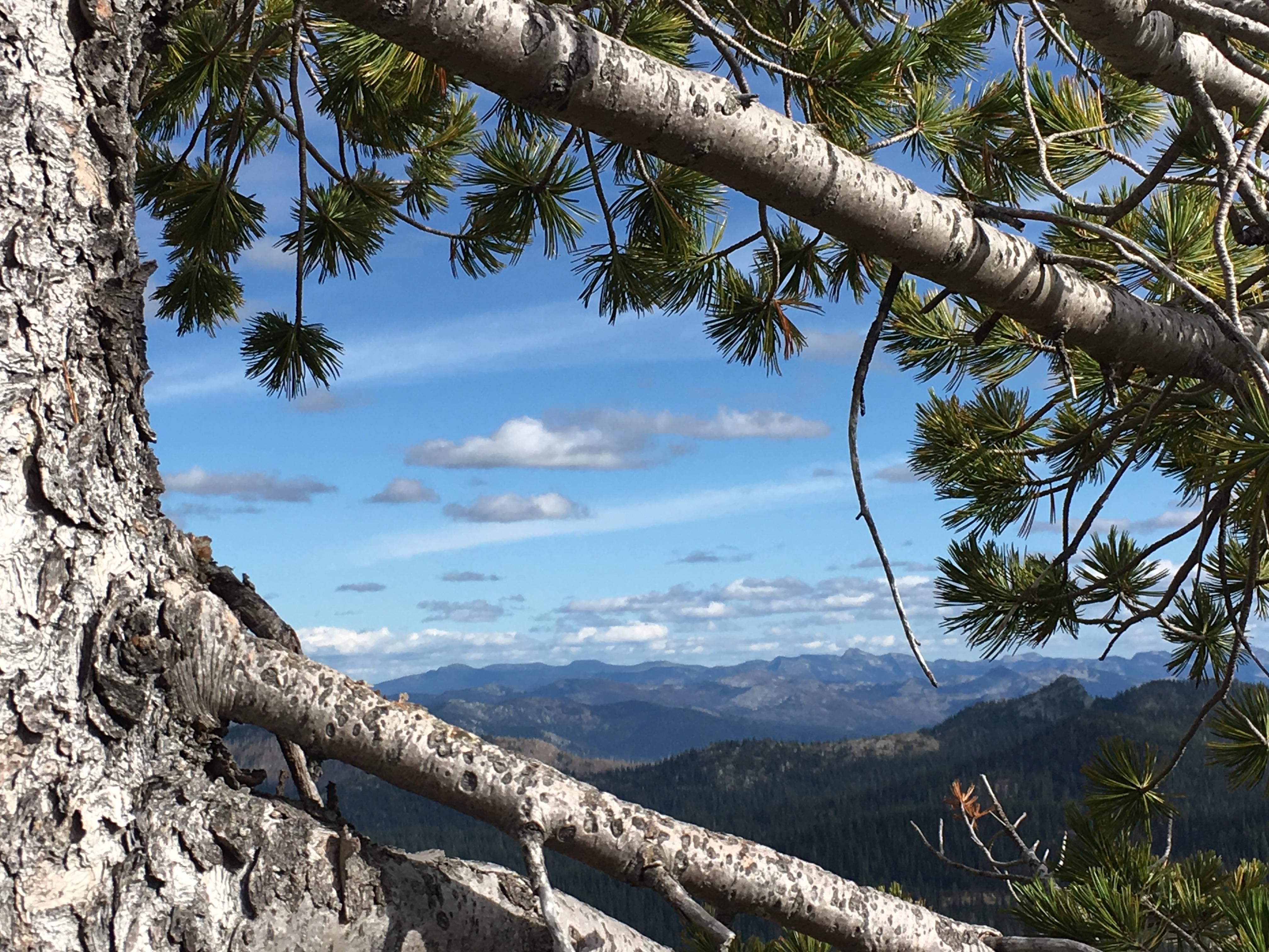Whitebark pine plays several important roles in high elevation ecosystems.