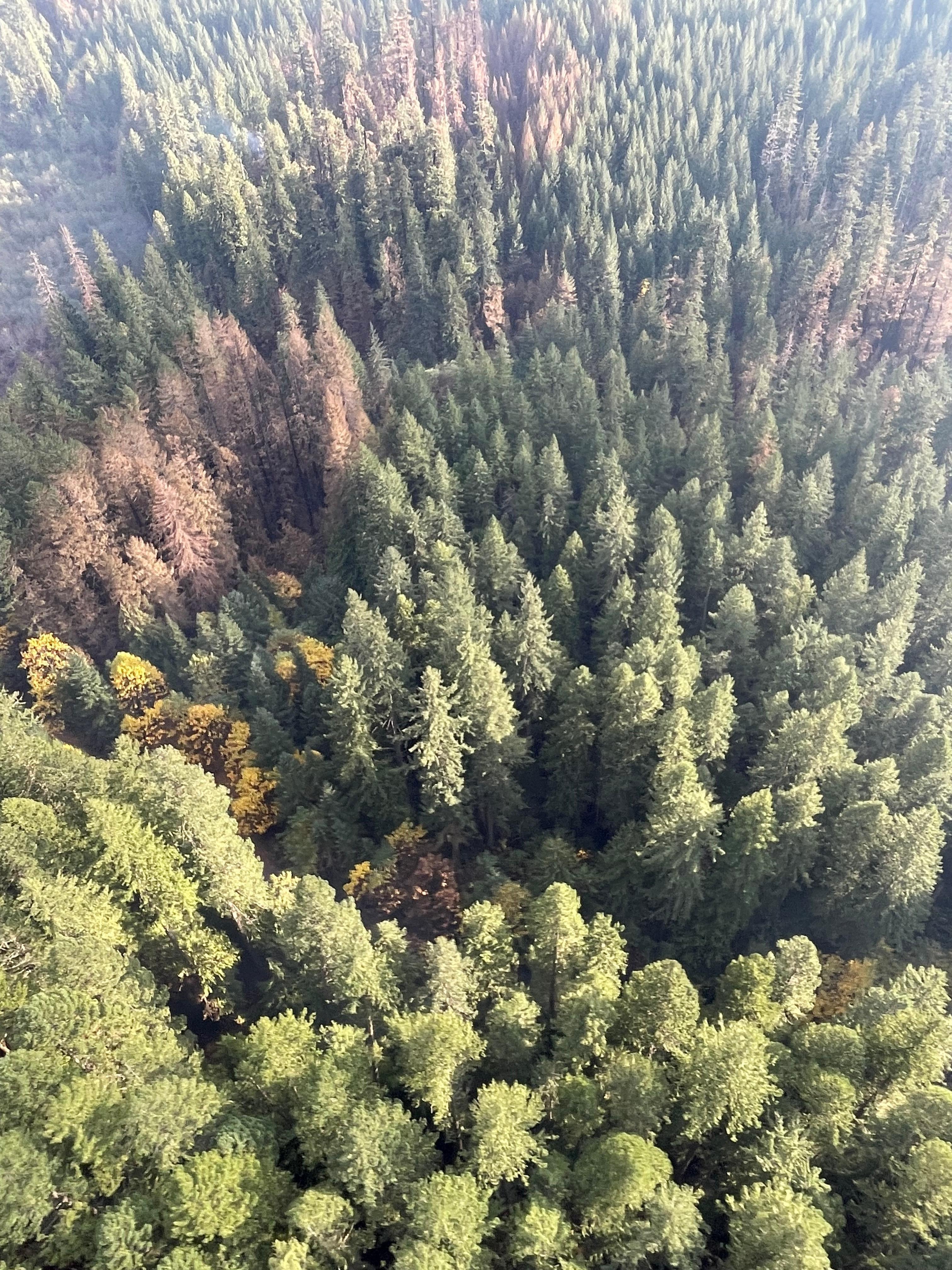 Aerial view of forested area with small patches of burnt trees surrounded by green trees