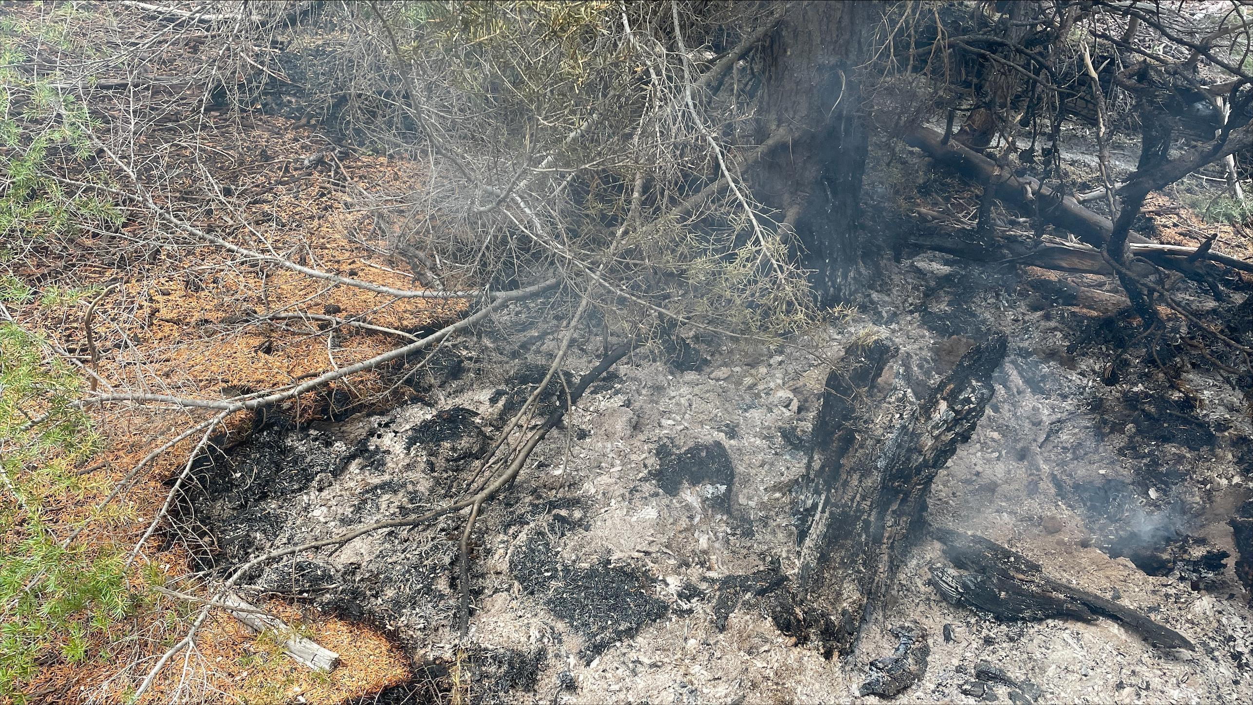 A stump smolders near the fire edge, where unburned vegetation is visible..  Smoke whiffs and ash is visible surrounding the stump.