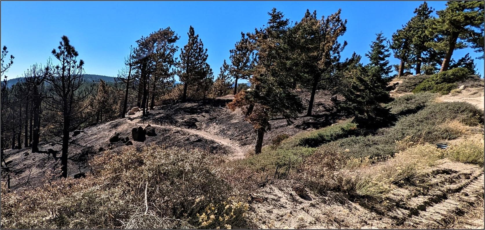 Image showing Skyline Trail along ridge in Radford burned area