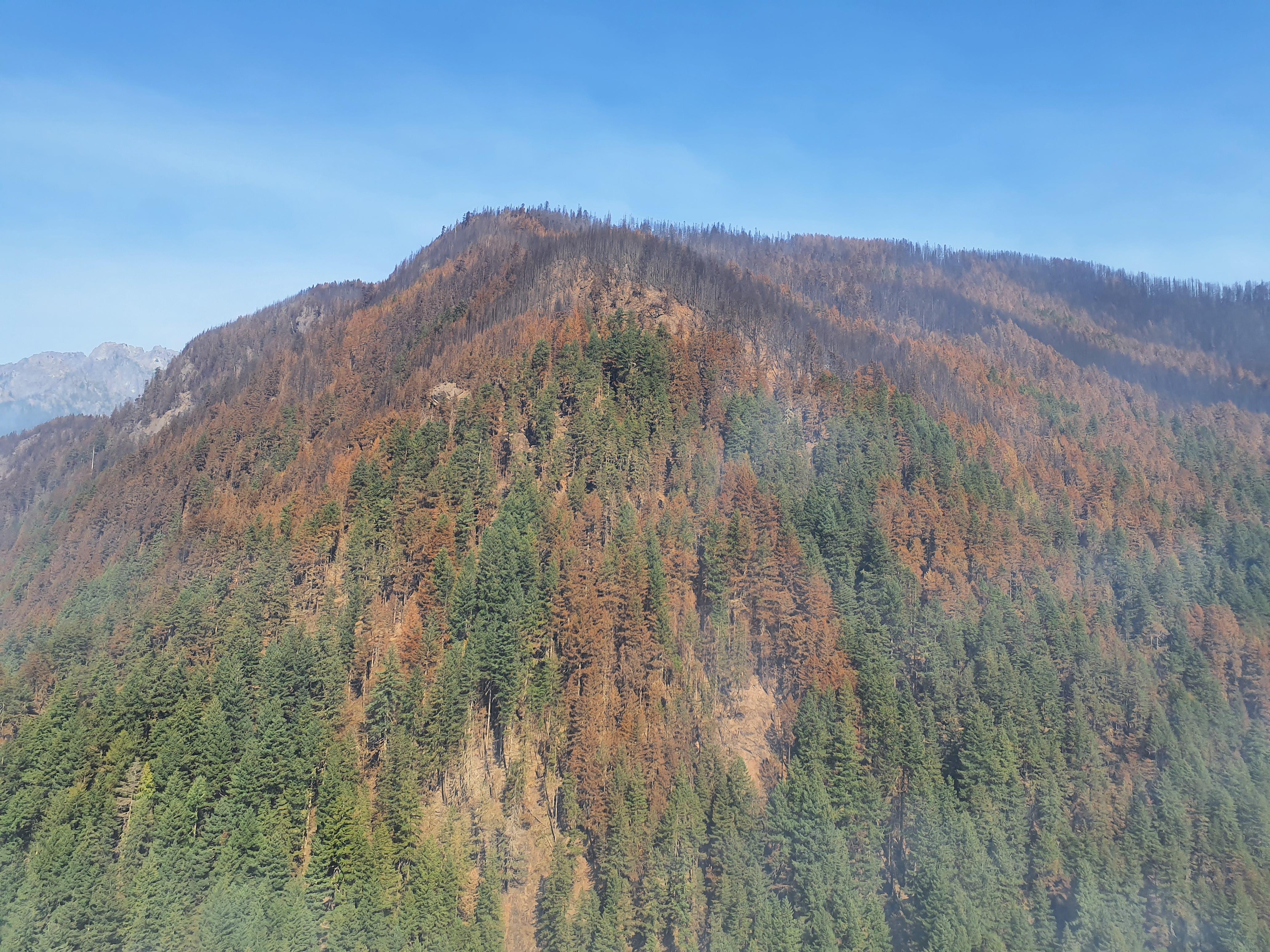 Aerial photo of mixed fire severity on Bolt Creek Fire